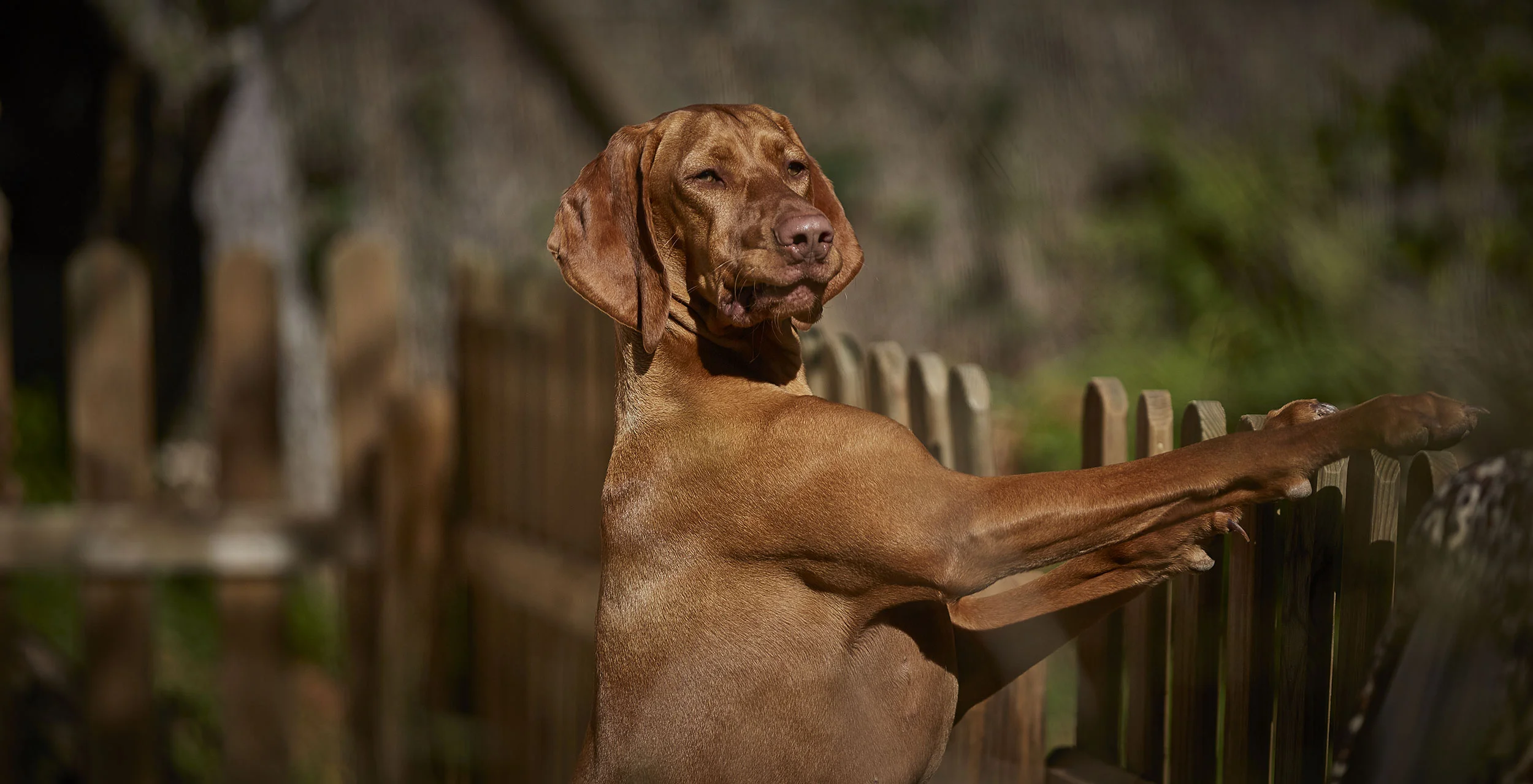 dog_retreat.jpg