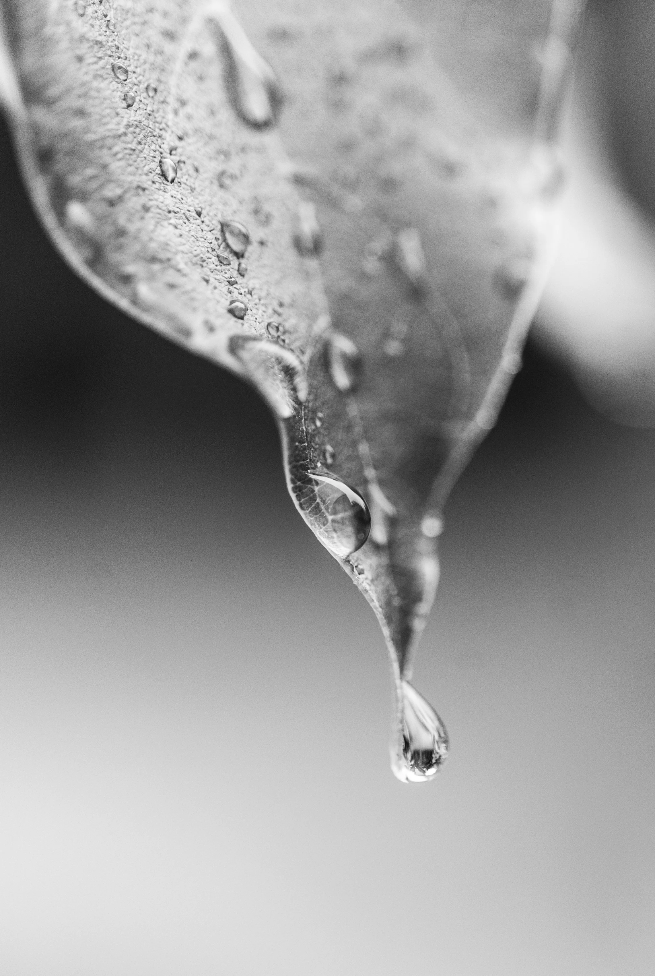 Drop