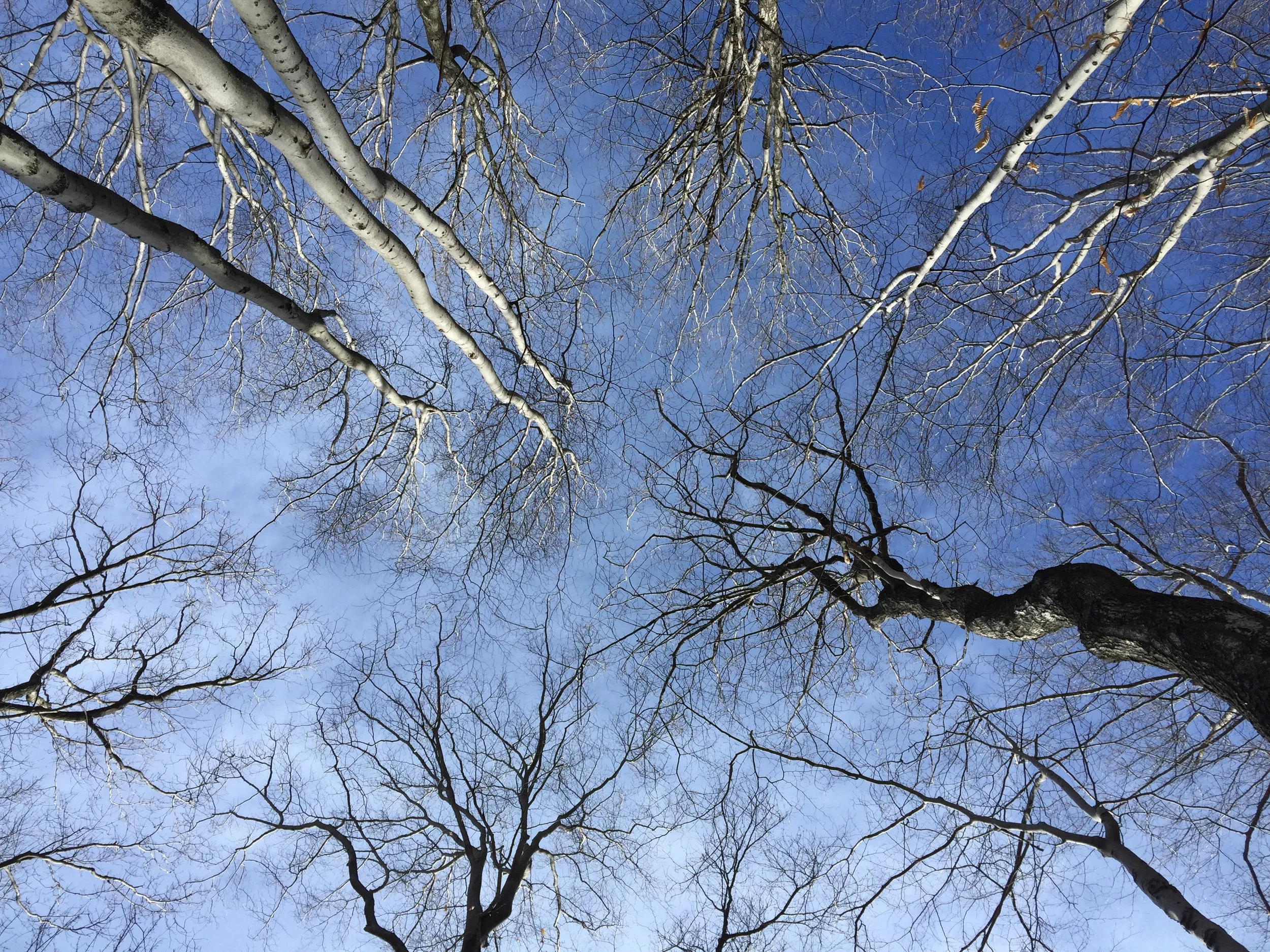 Where Do We Go For Transcendence?