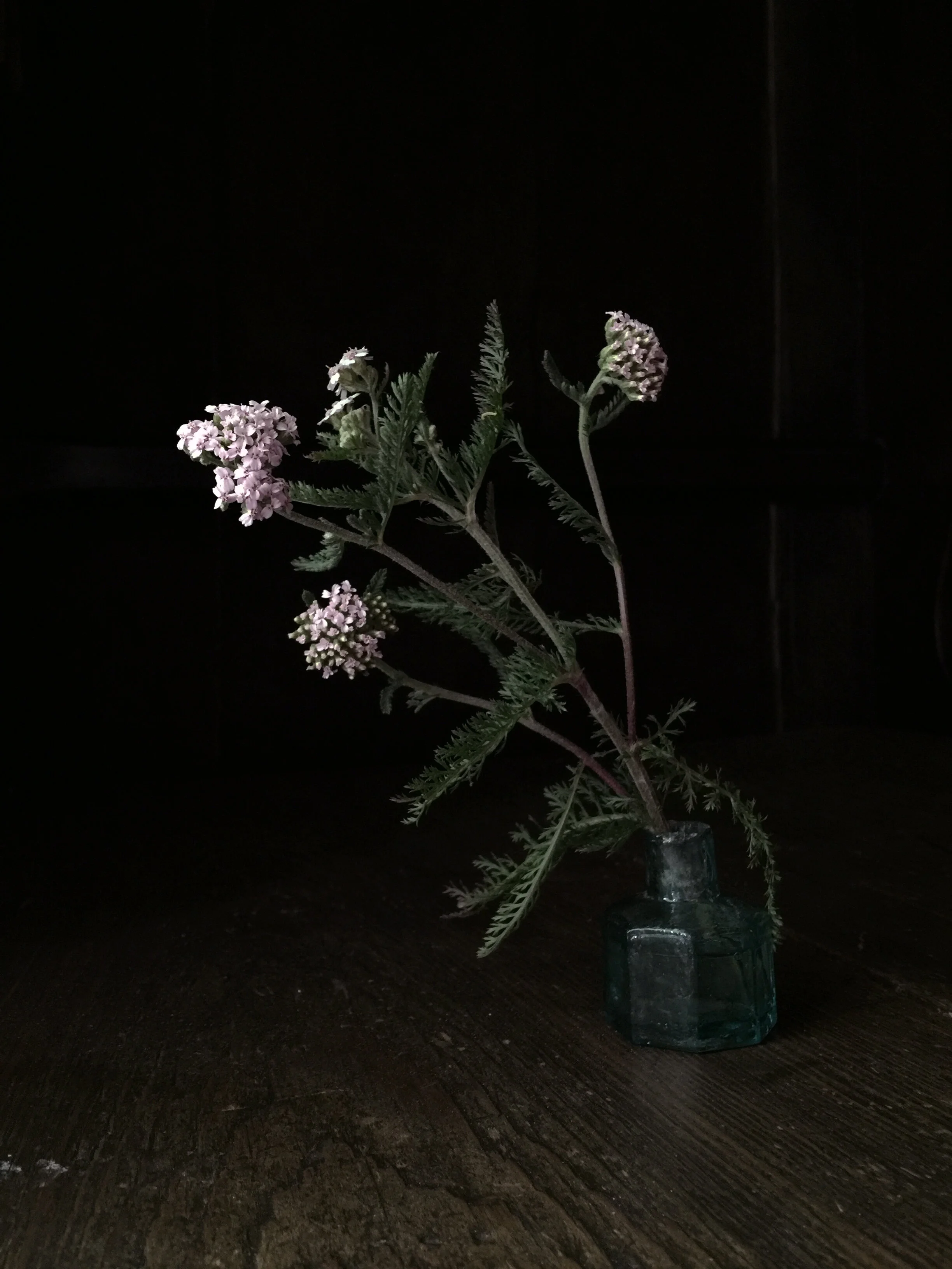 The Gardener's Friend — On Achillea millefolium