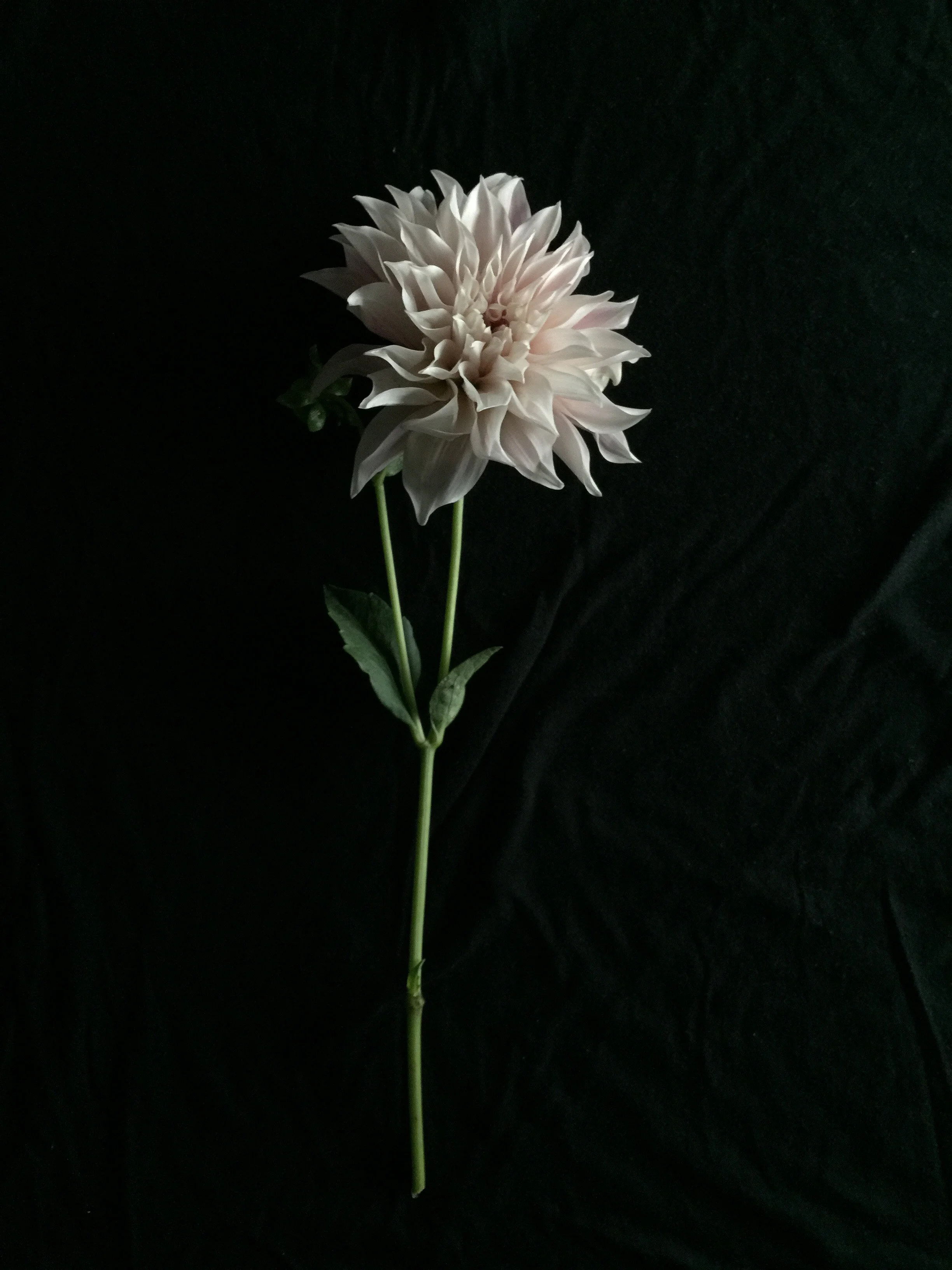 The Gardener's Friend — On Dahlias