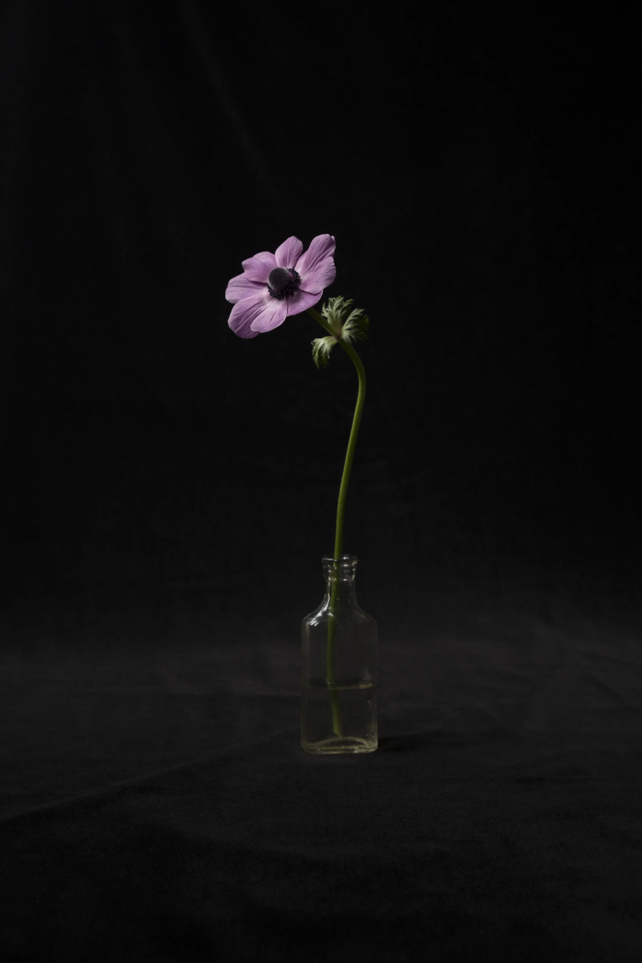 Anemone — Lopez Island, Washington, 2016