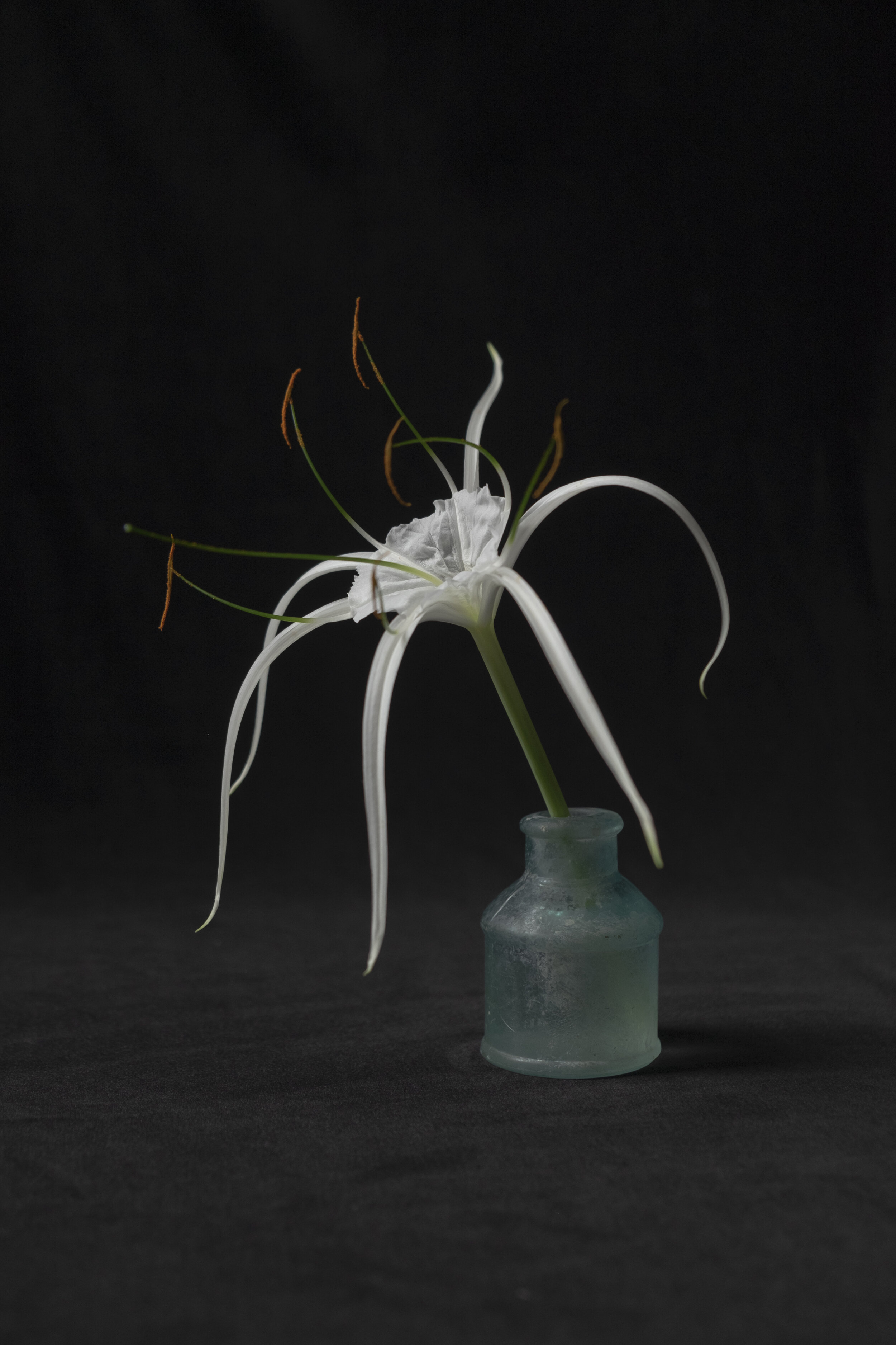 The Gardener's Friend — On Hymenocallis
