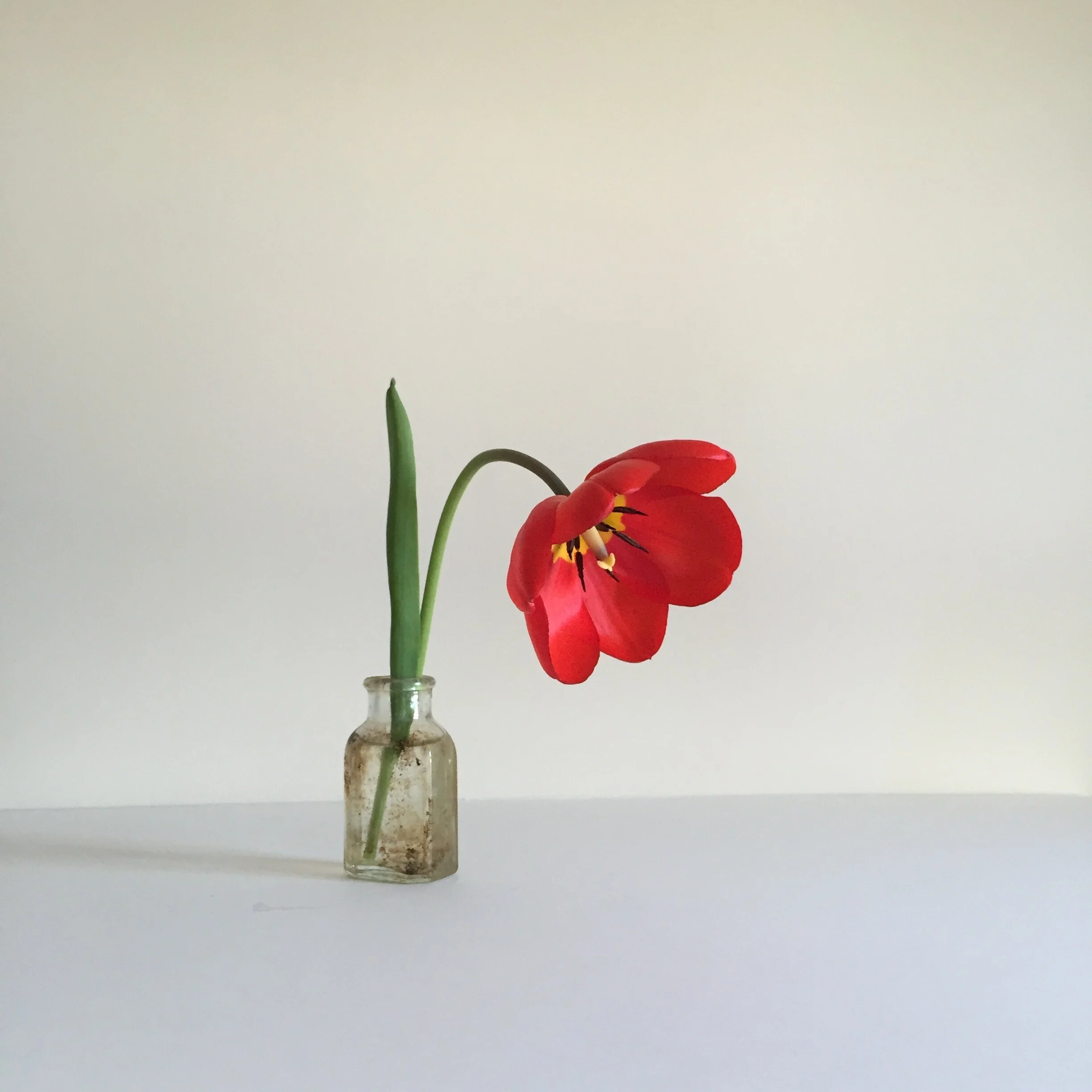 The Gardener's Friend — On Tulipa