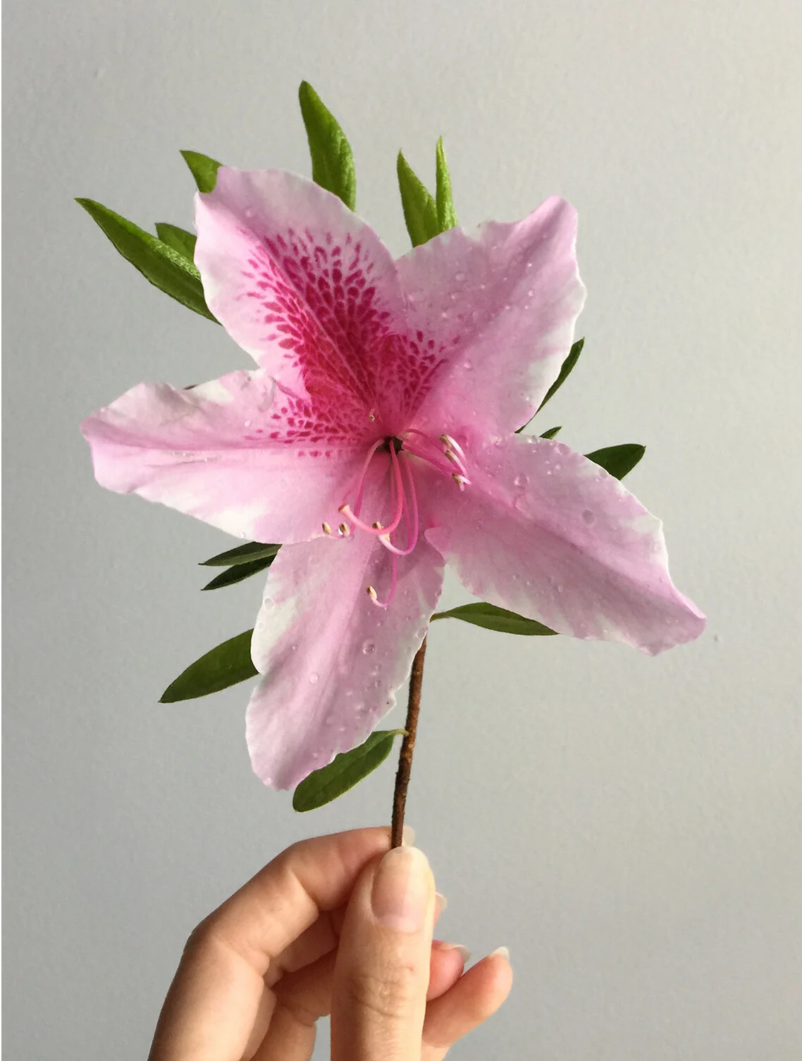 The Gardener's Friend — On Rhododendron x 'George Lindley Taber’