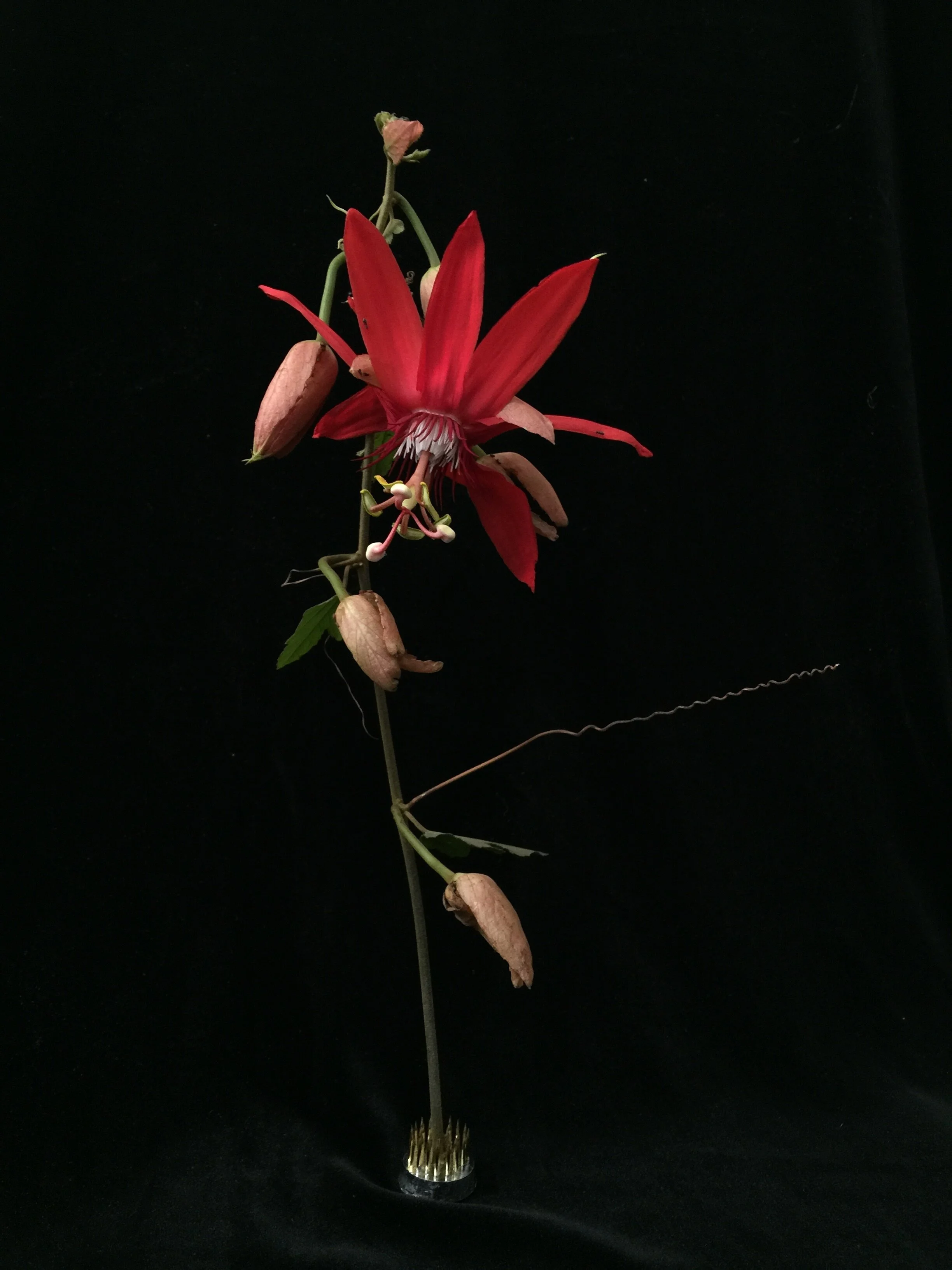 The Gardener's Friend — On Passiflora miniata