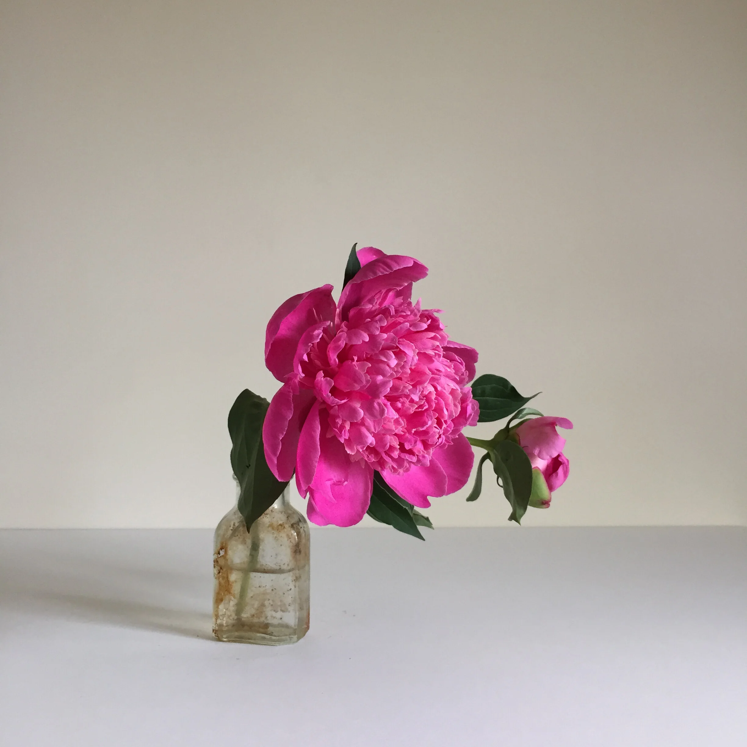 The Gardener's Friend — On Paeonia 