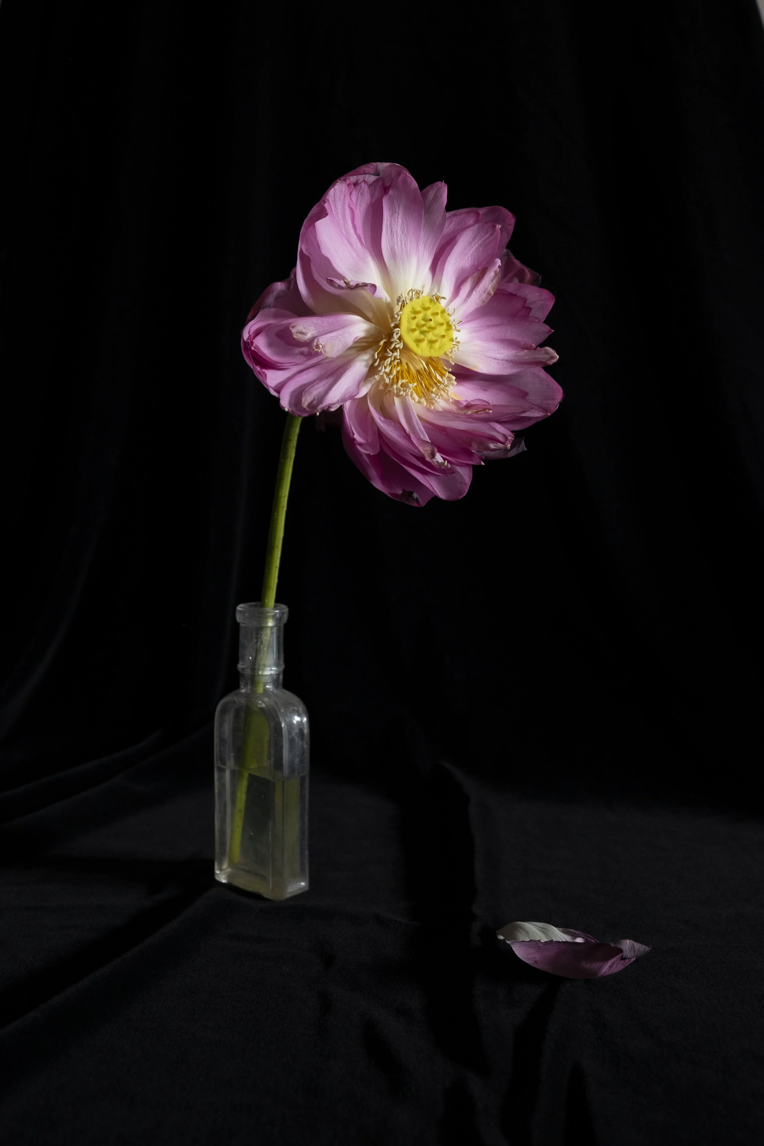 Nelumbo nucifera — Hanoi, Vietnam 2018