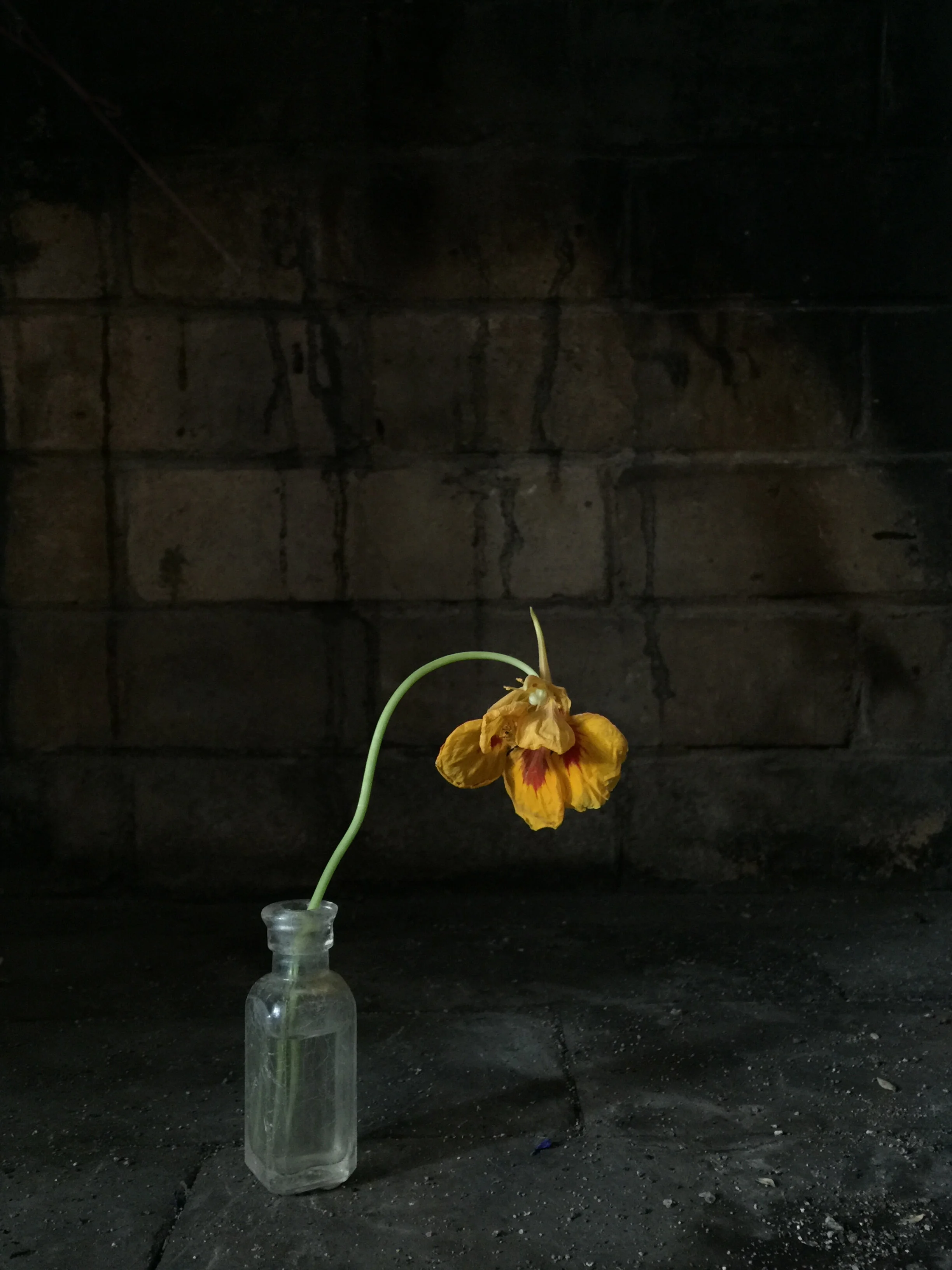 The Gardener's Friend — On Tropaeolum