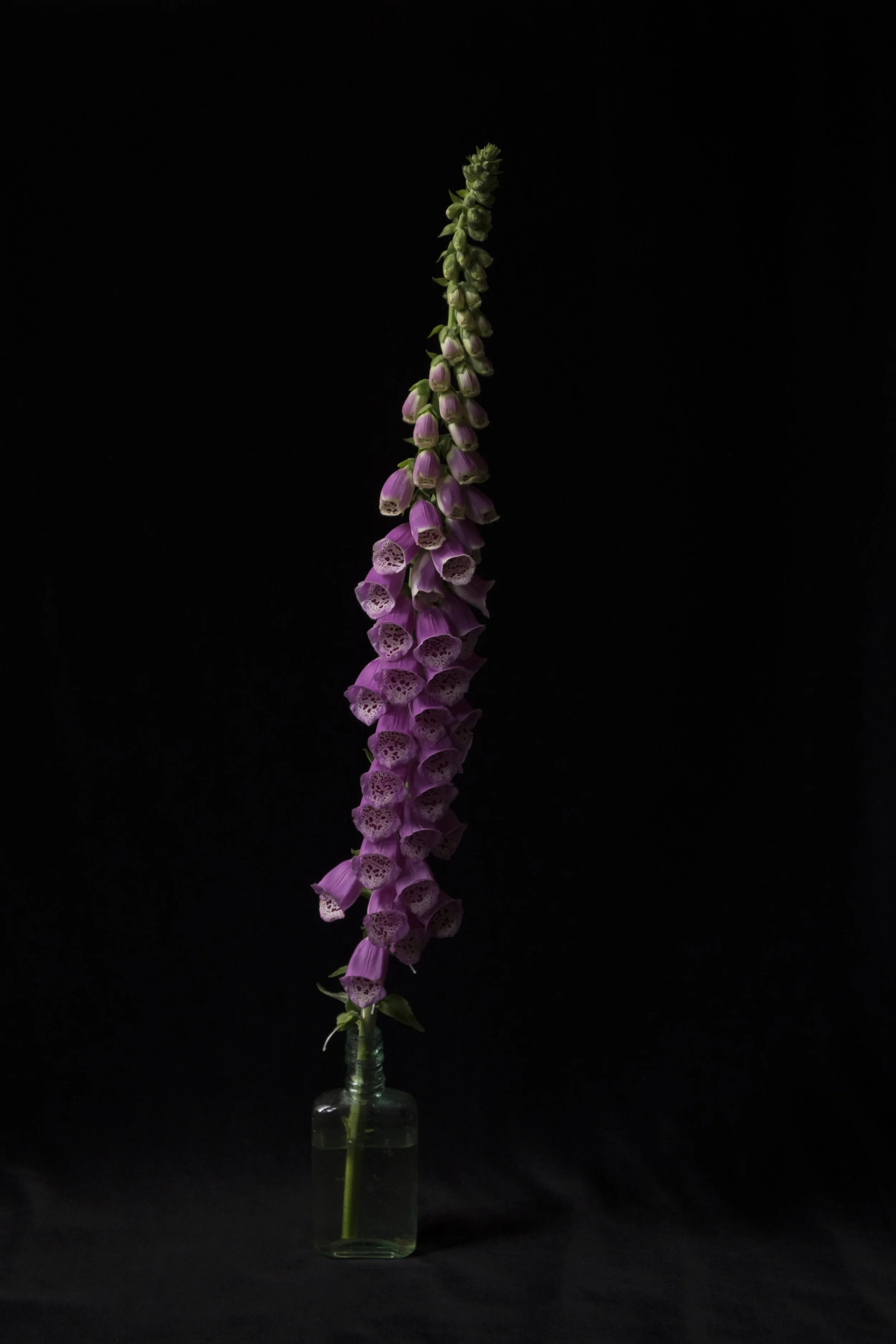 Digitalis — Lopez Island, Washington 2017