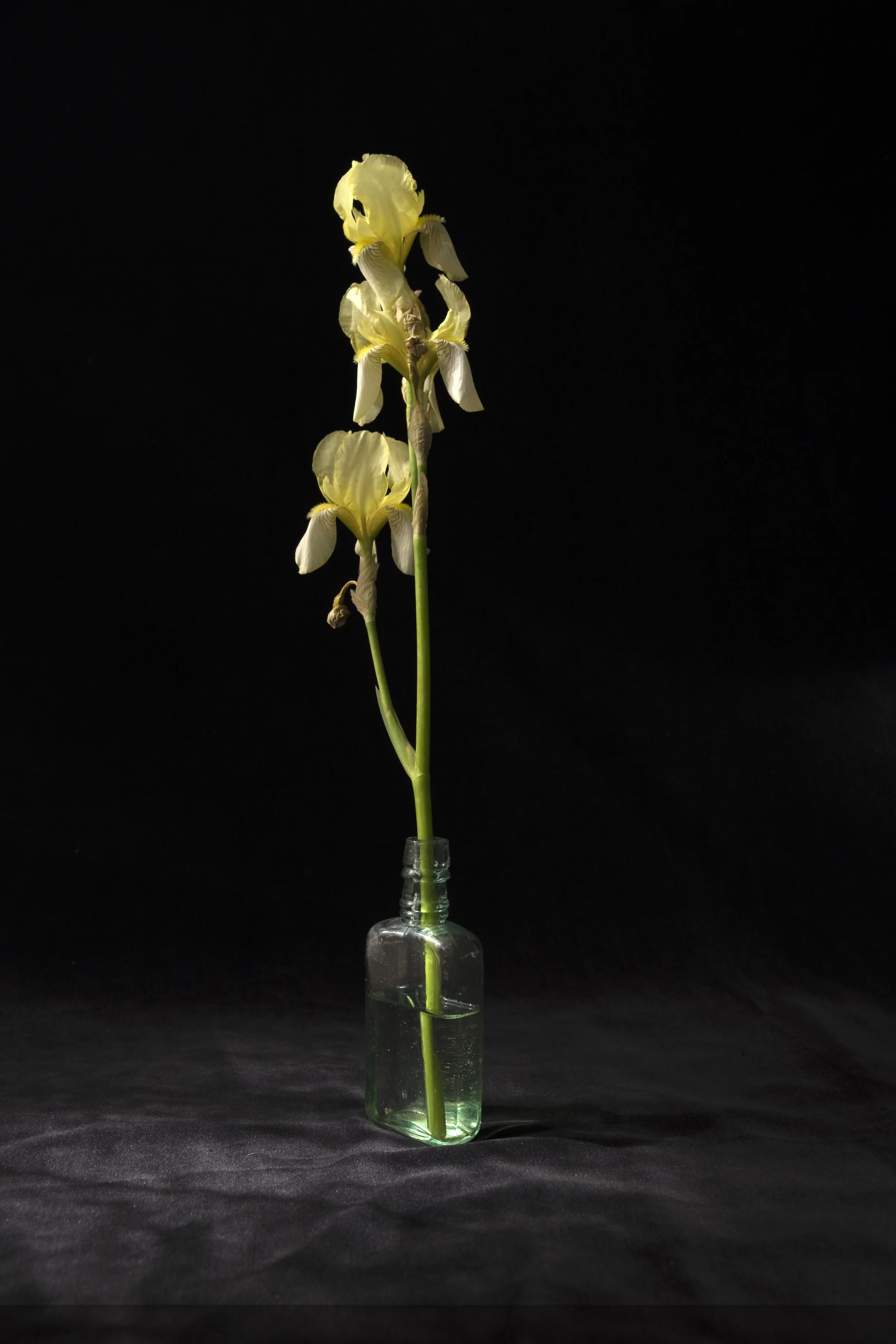 The Gardener's Friend — On Iris