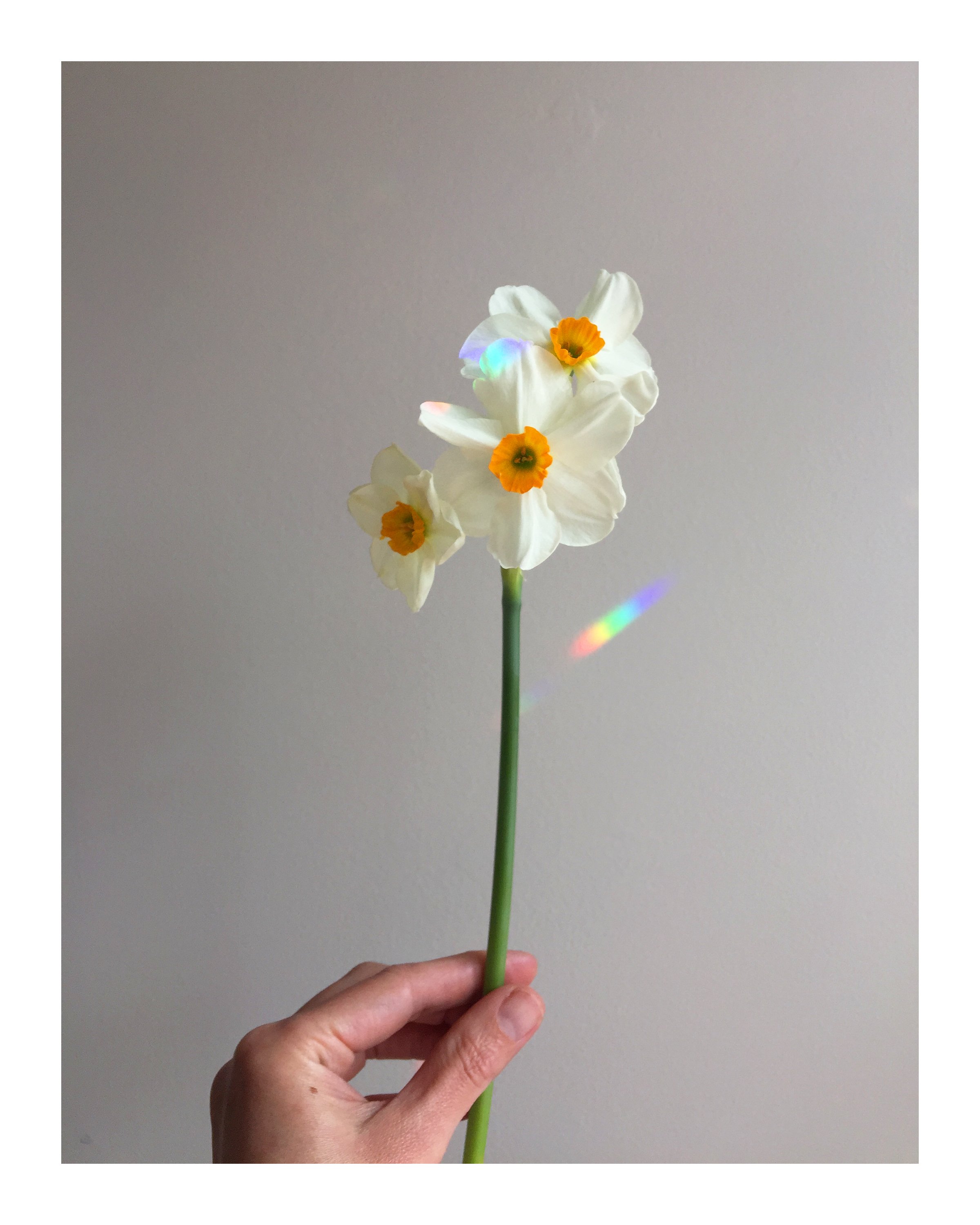 Daffodils.jpg