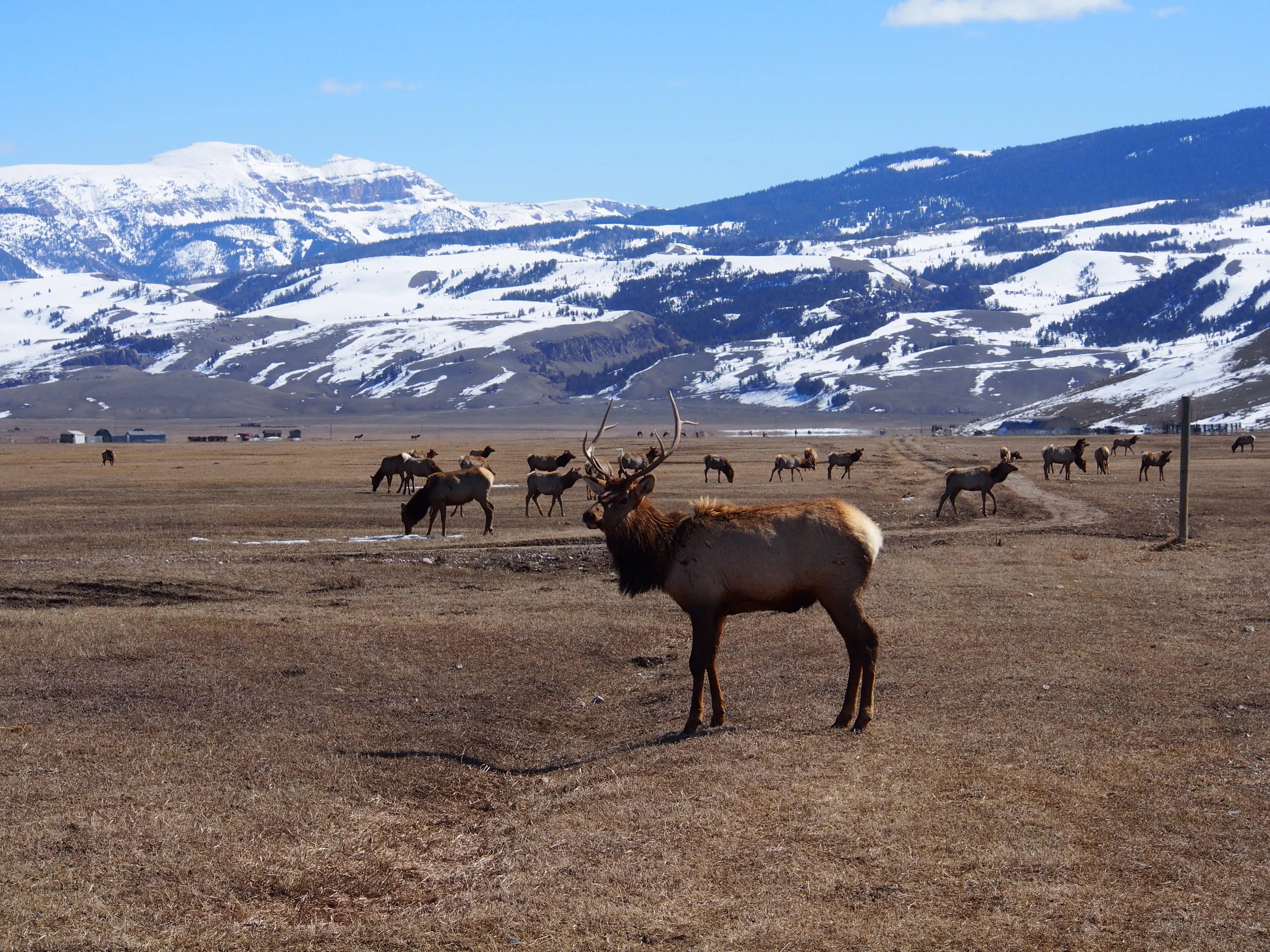 National Elk Refuge, Wyoming.