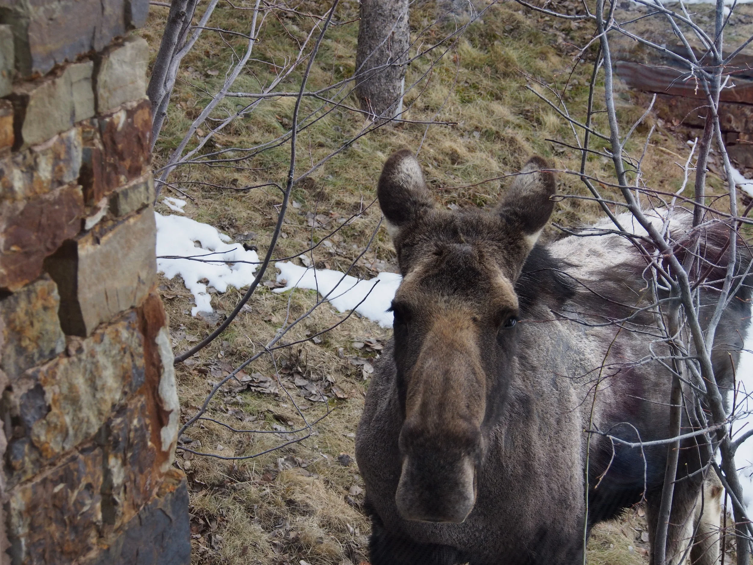 "LUCY" the moose at AMANGANI Jackson Hole