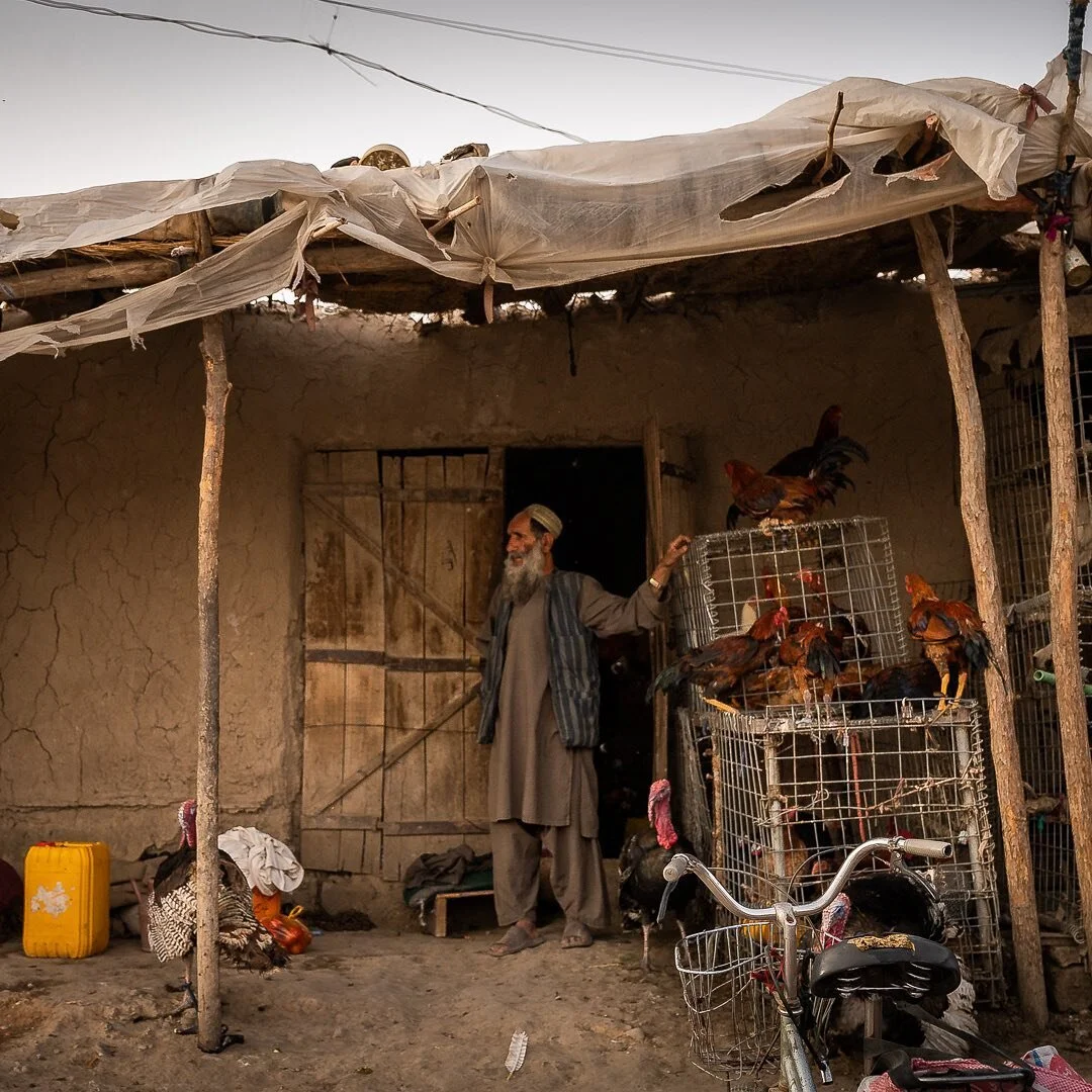 Old man selling chickens. Boy selling birds and cages. People looking at both. In Lashkar Gah, Helmand, seen while driving, 3.28.21. #everyday #street #Afghanistan #birds #chicken #cages #lashkargah #helmand #south #shop #streetphotography #animals @