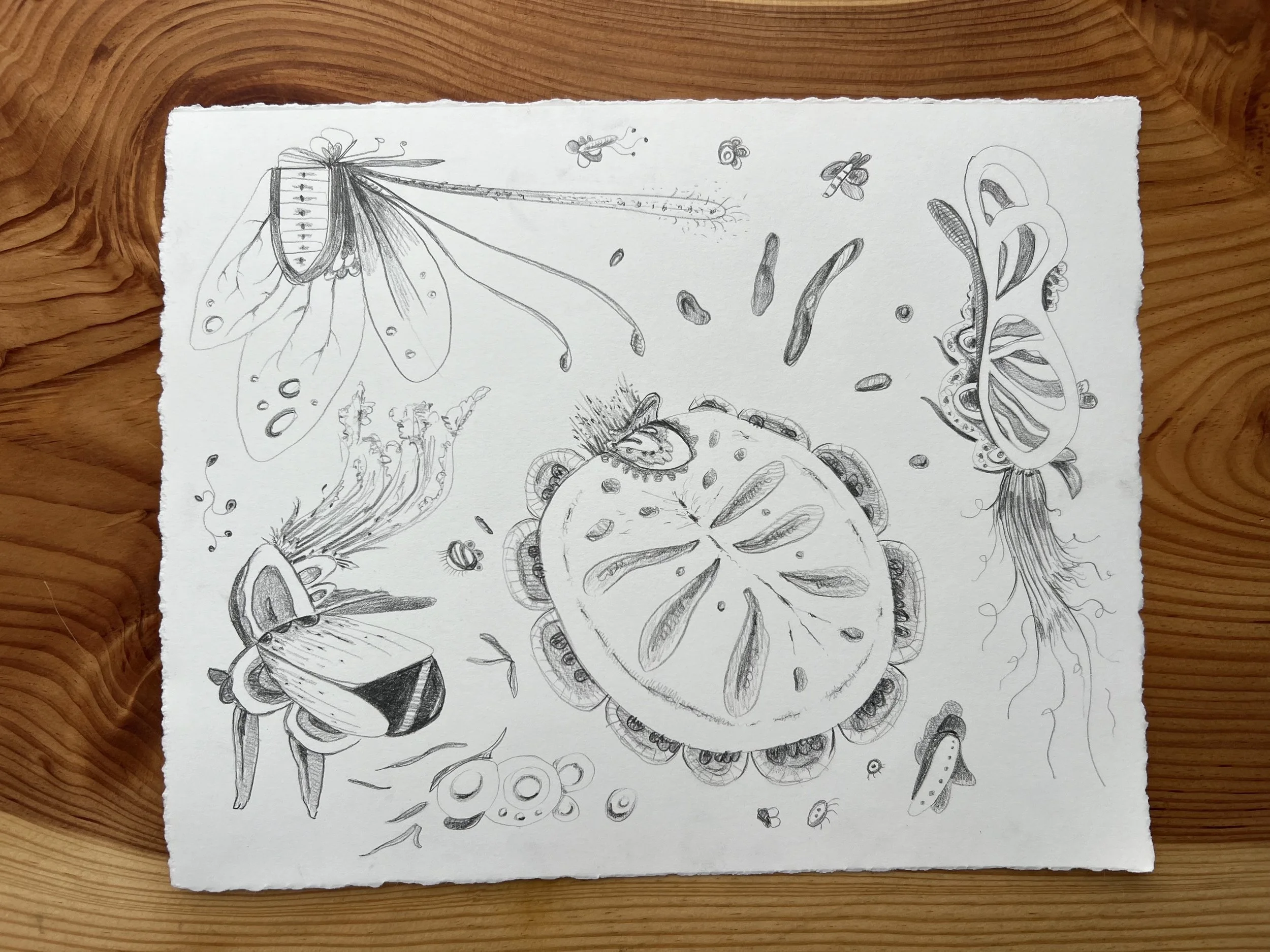 1 - Melissa Riling - Bacterium  - mechanical pencil - 2026.jpg