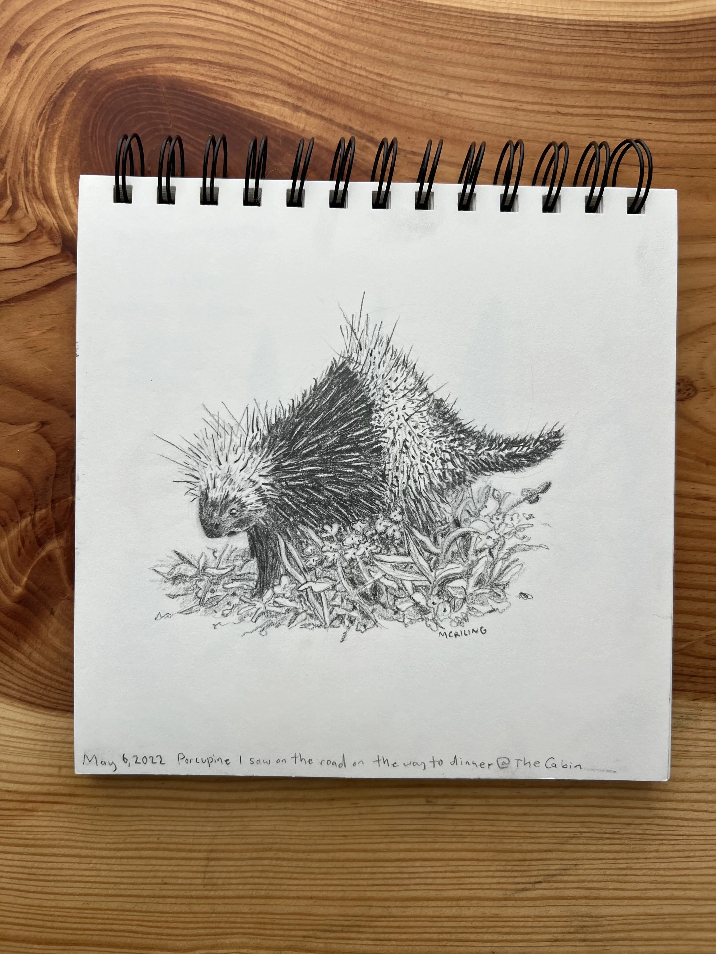 6 - Melissa Riling - Porcupine - pencil - 2022.jpg