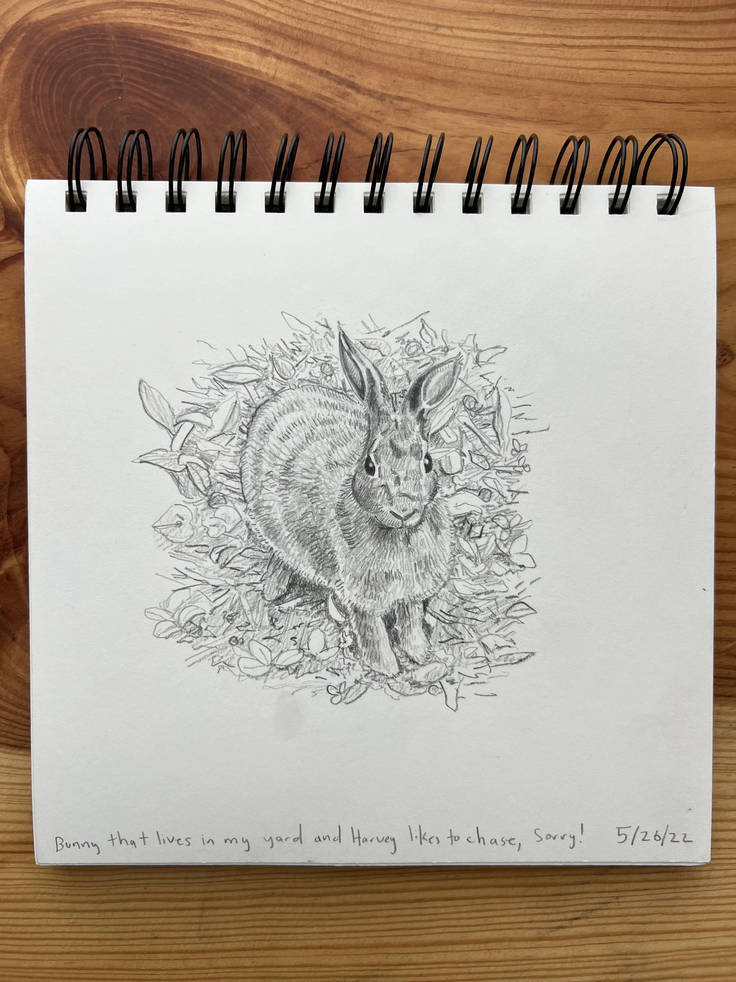 Melissa Riling - Bunny - pencil - 2022.jpg