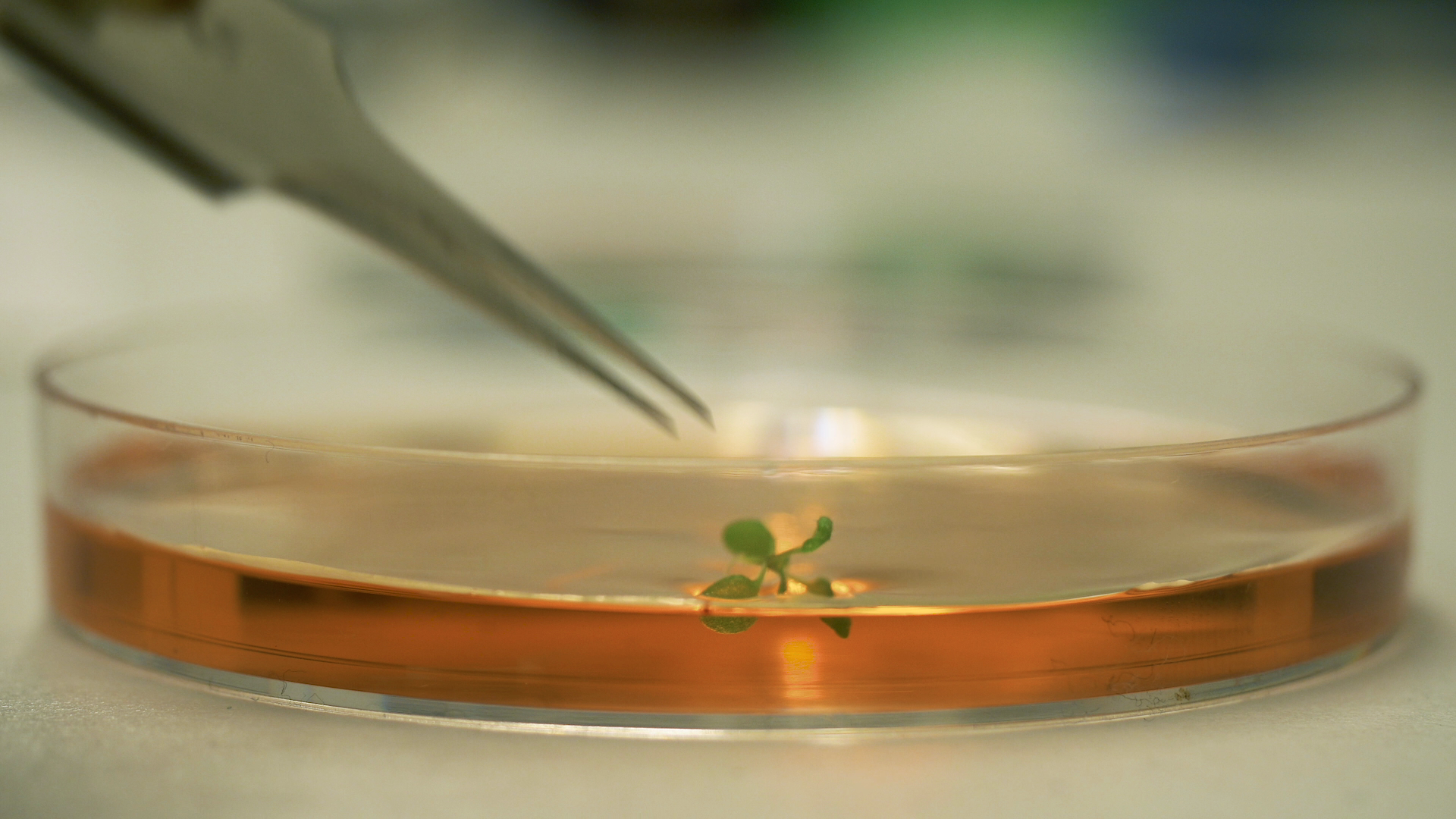 Arabidopsis_Still5.png