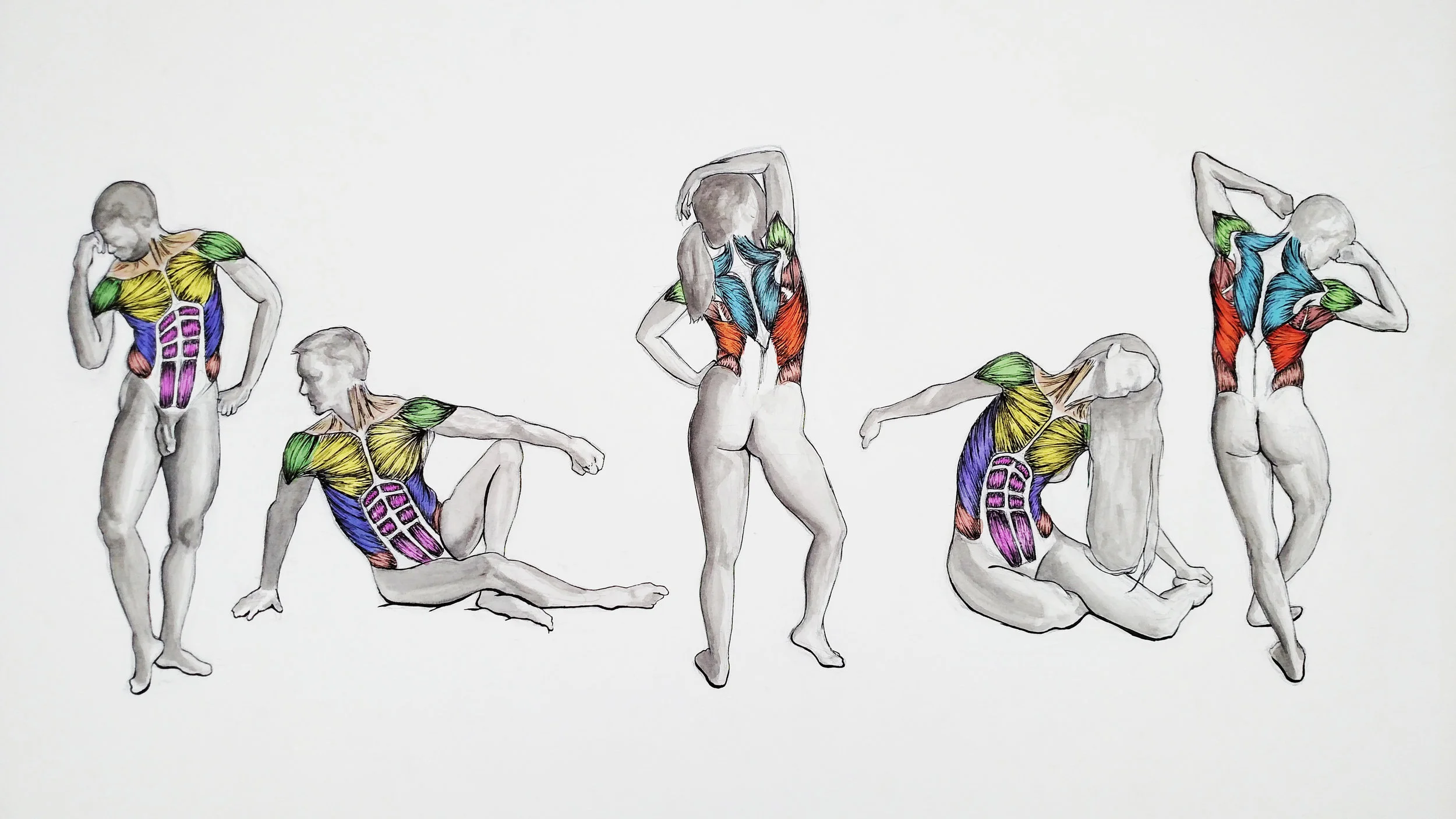 Life Drawing Torso Muscle Studies Watercolor and Ink 2016