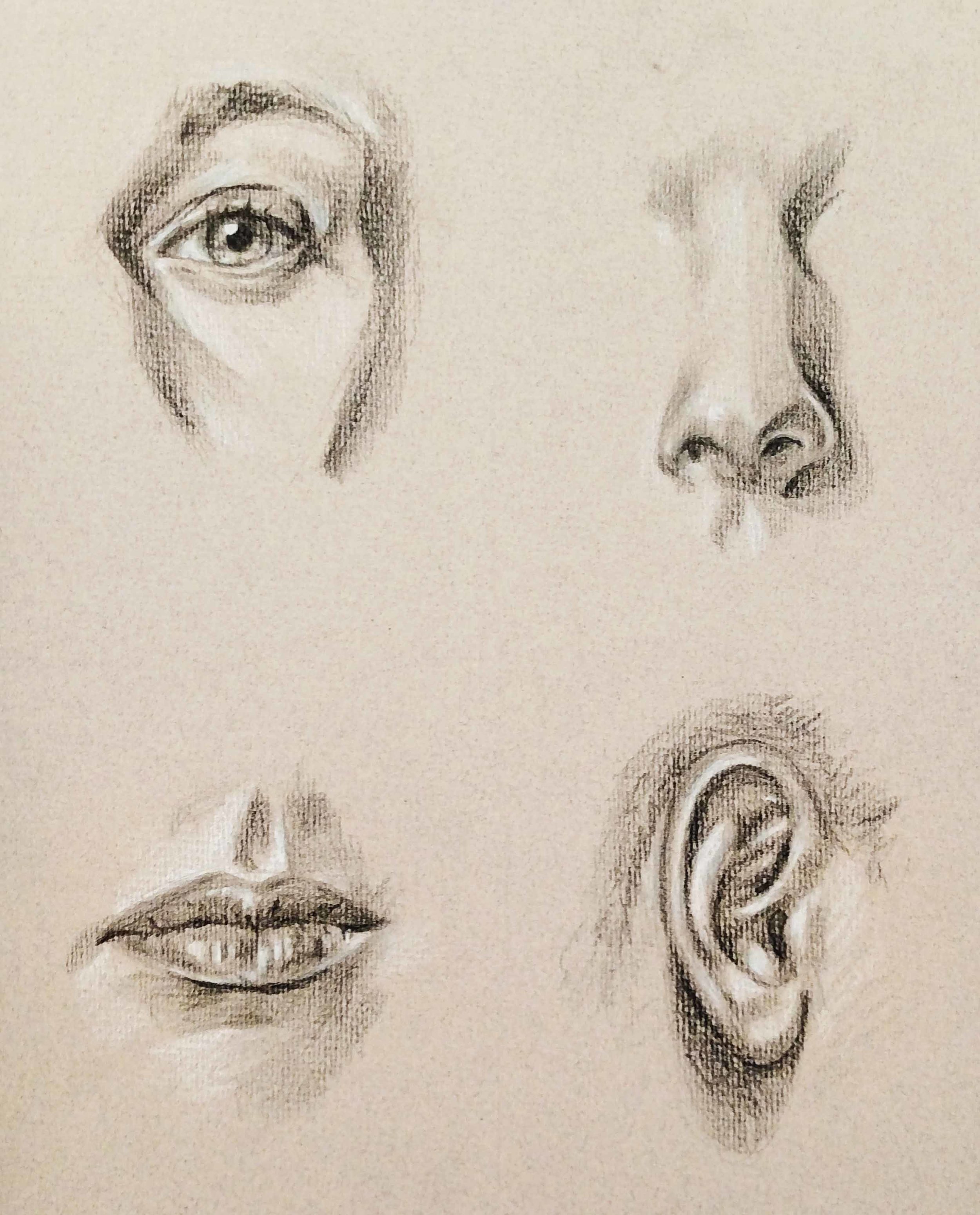 Life Drawing Eyes, Nose, Ears and Mouth Studies Direct Observational 2017 Charcoal on Toned Paper