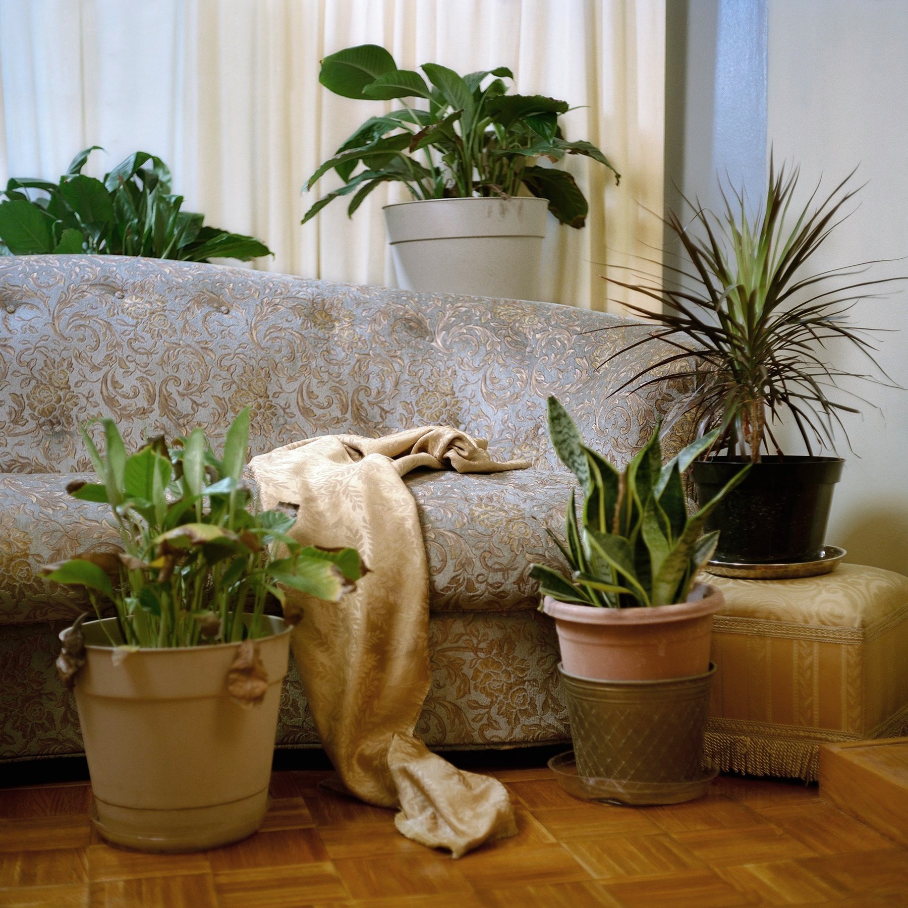 Drapery and Plants in Grandma’s Living Room, 2019