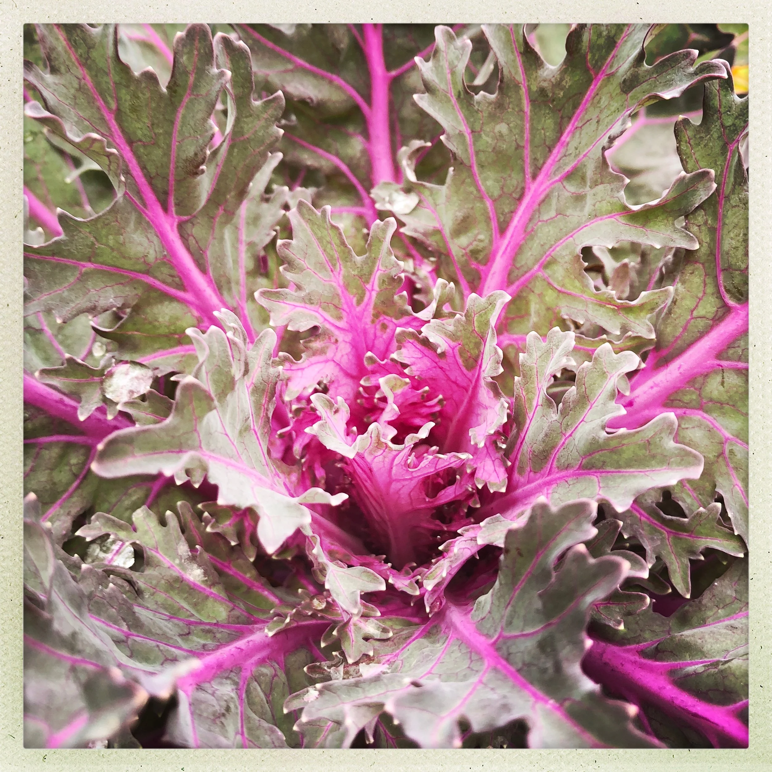 Cabbage Closeup.jpg