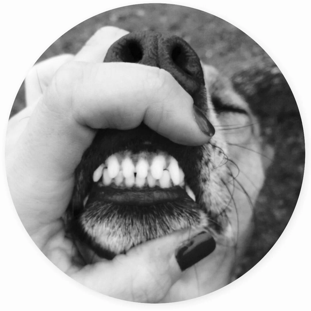 Draketeeth.jpg