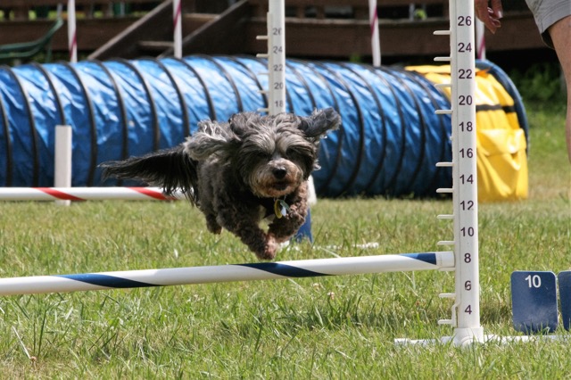 Obstacle-Course.jpeg