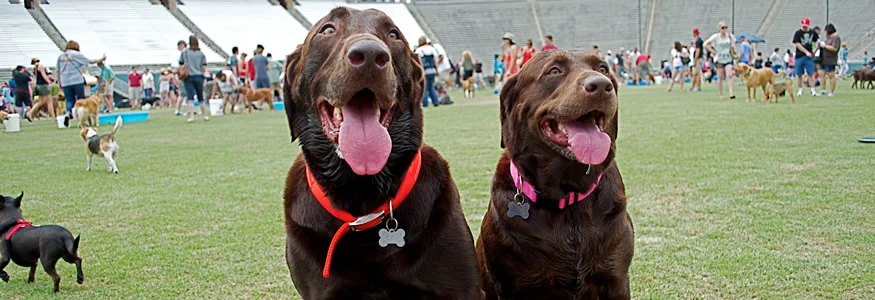 Dallas Dog Bowl