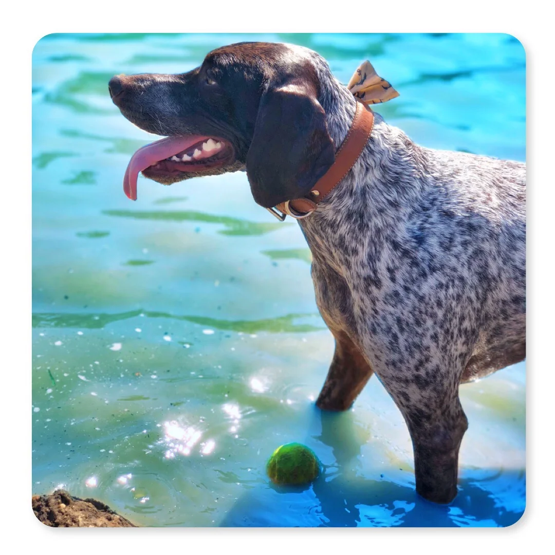 z bonz dog park.jpg