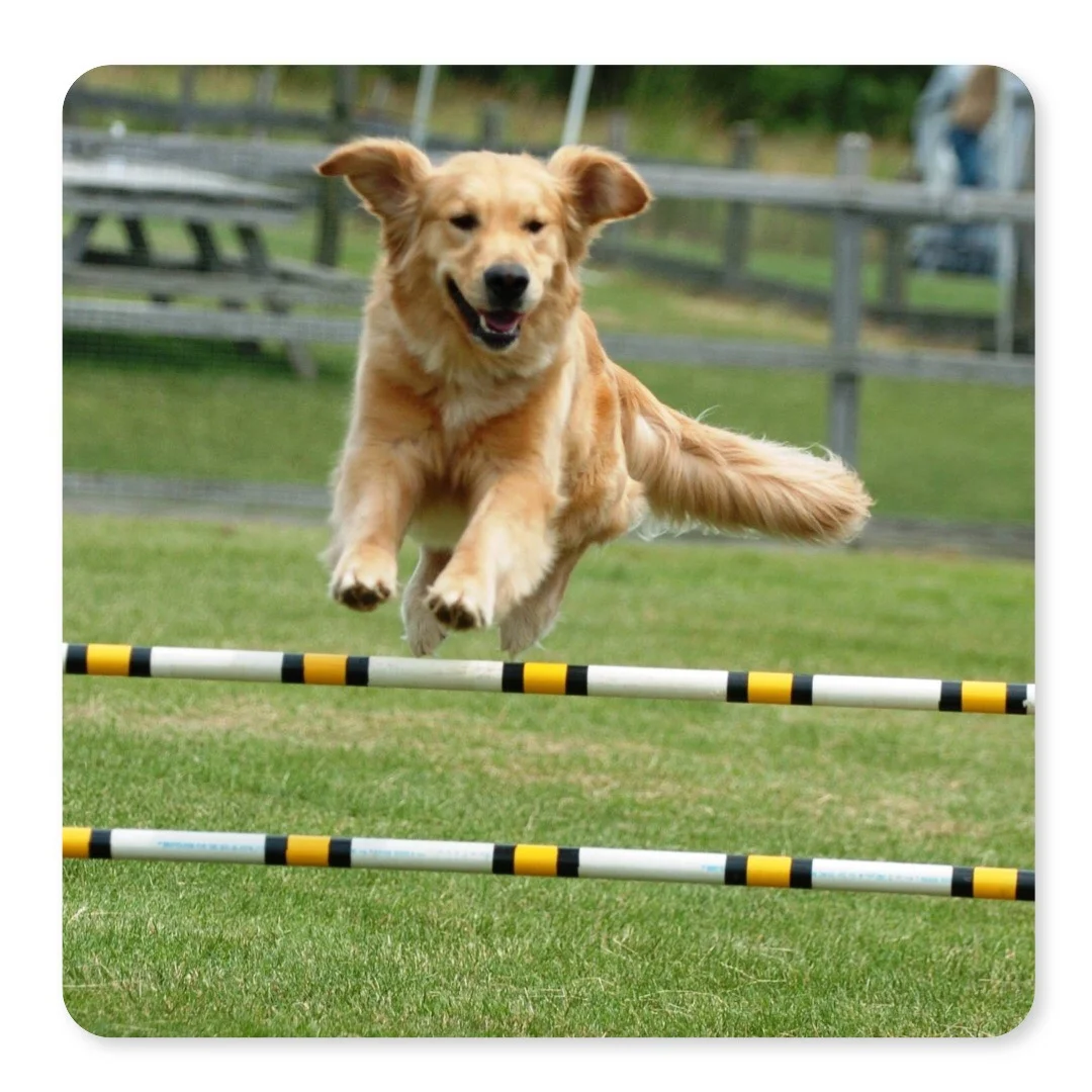 freedom dog park.jpg