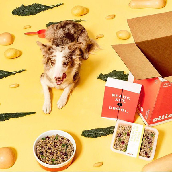 ollie_dog_food_delivery_01.jpg