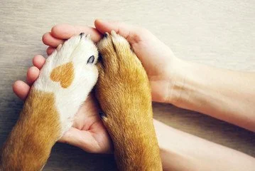Paws on the Plaza
