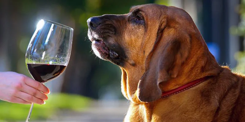 Downtown Plano Art &amp; Wine Walk – Corks and Classics