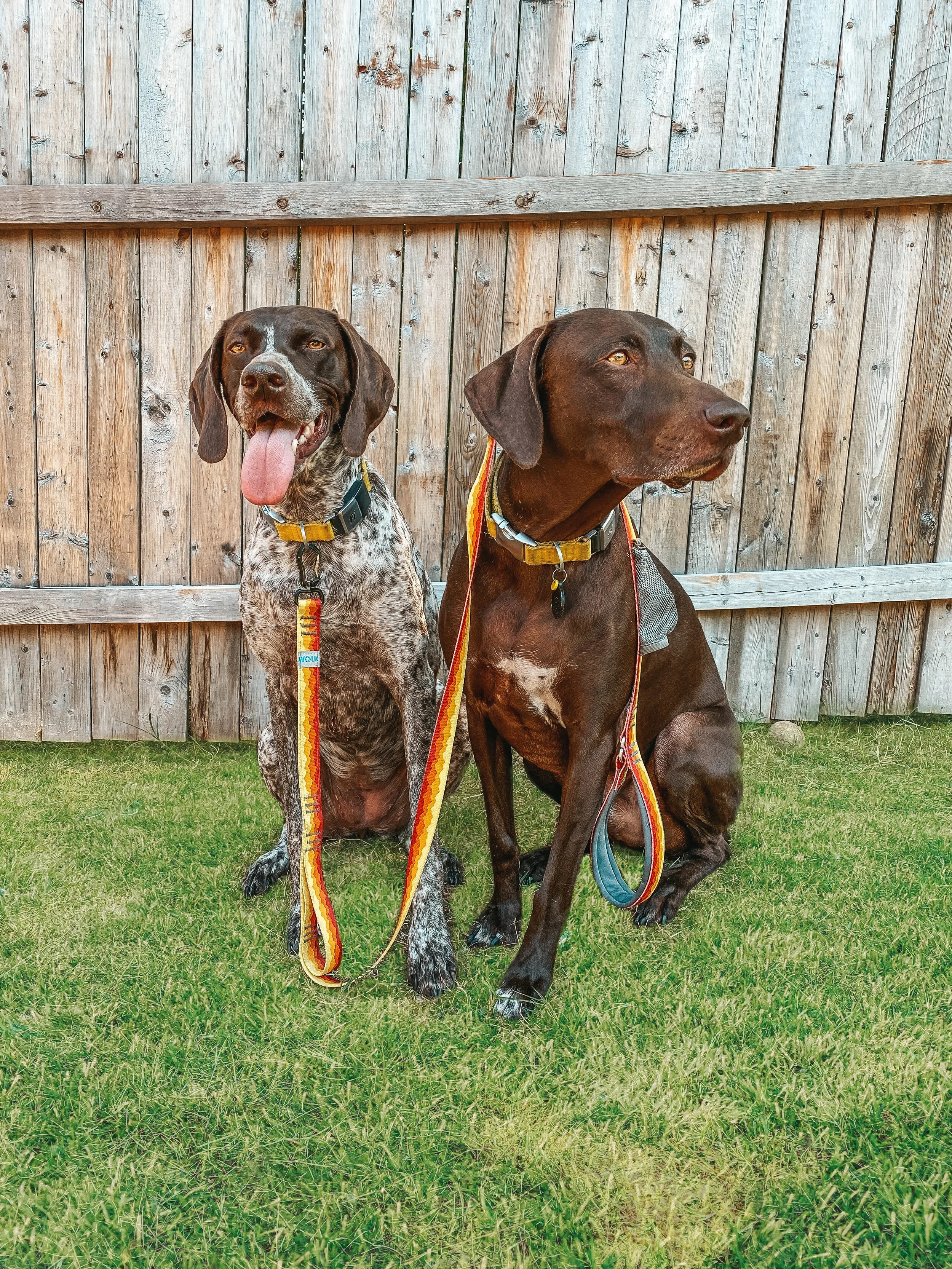 Re-WALK - The Leash that's Leading Us to a Better Tomorrow