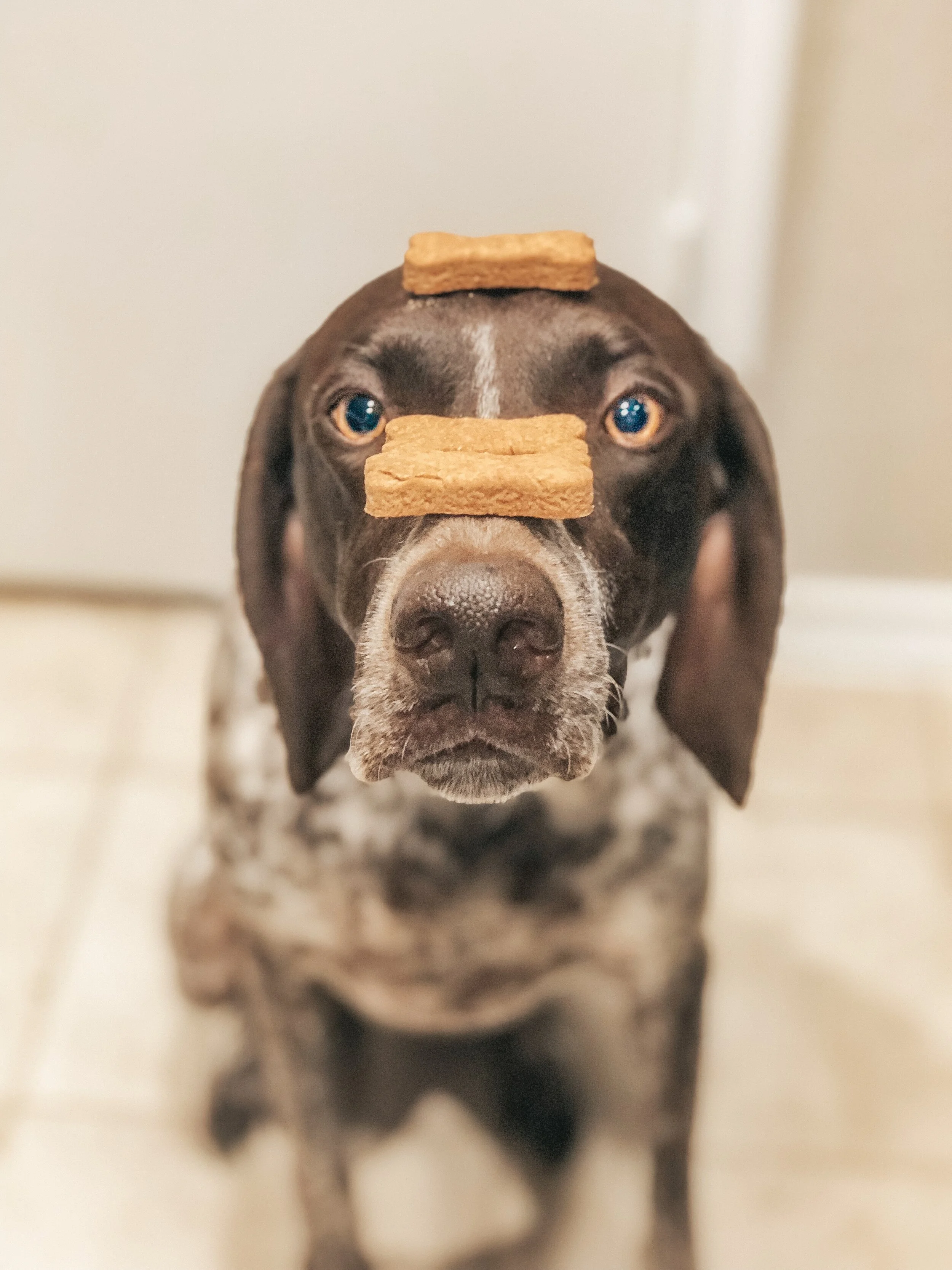 Honey Lavender Calming Biscuits