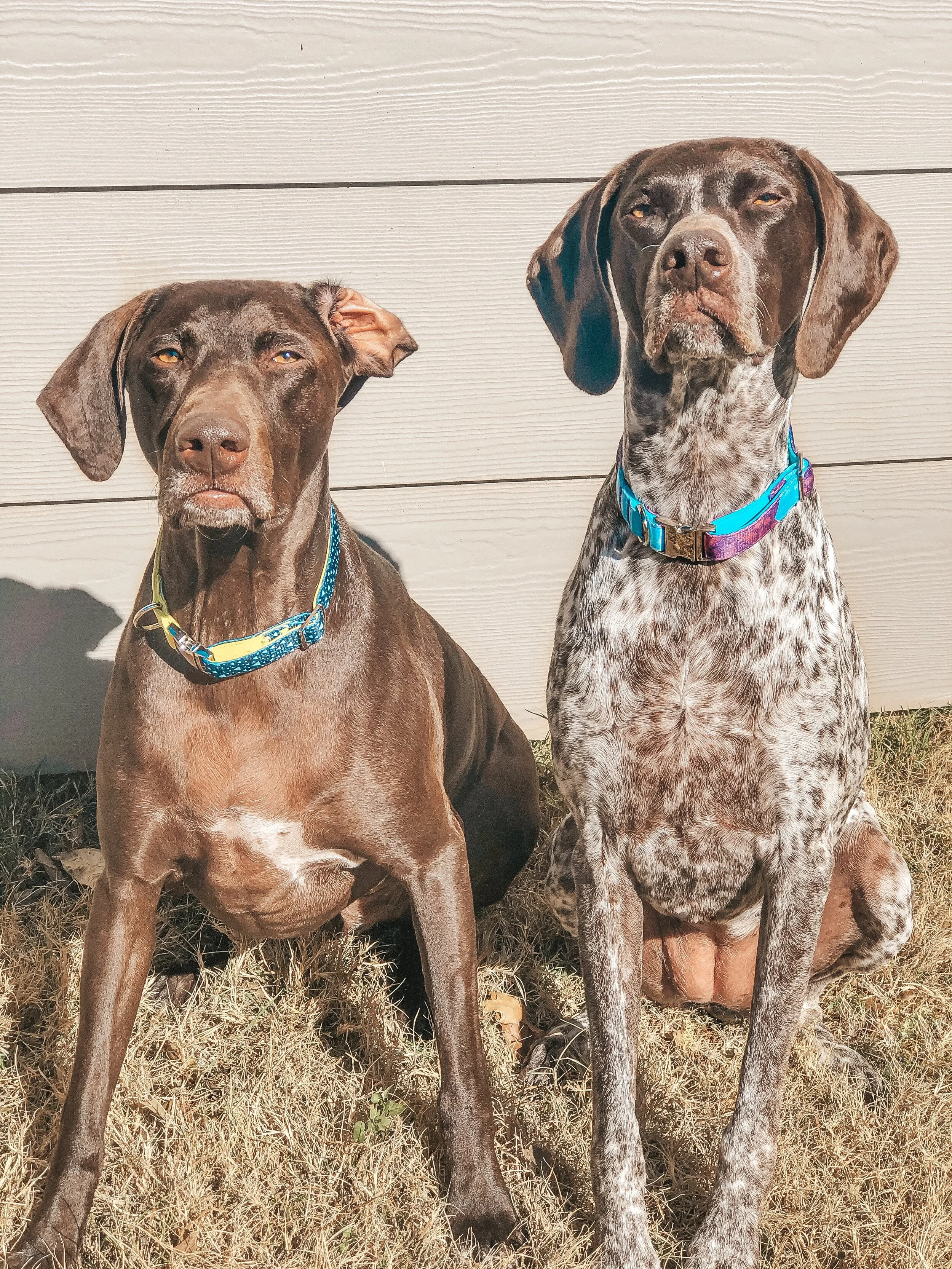 Monro Pets - Made with Style, Designed for Comfort