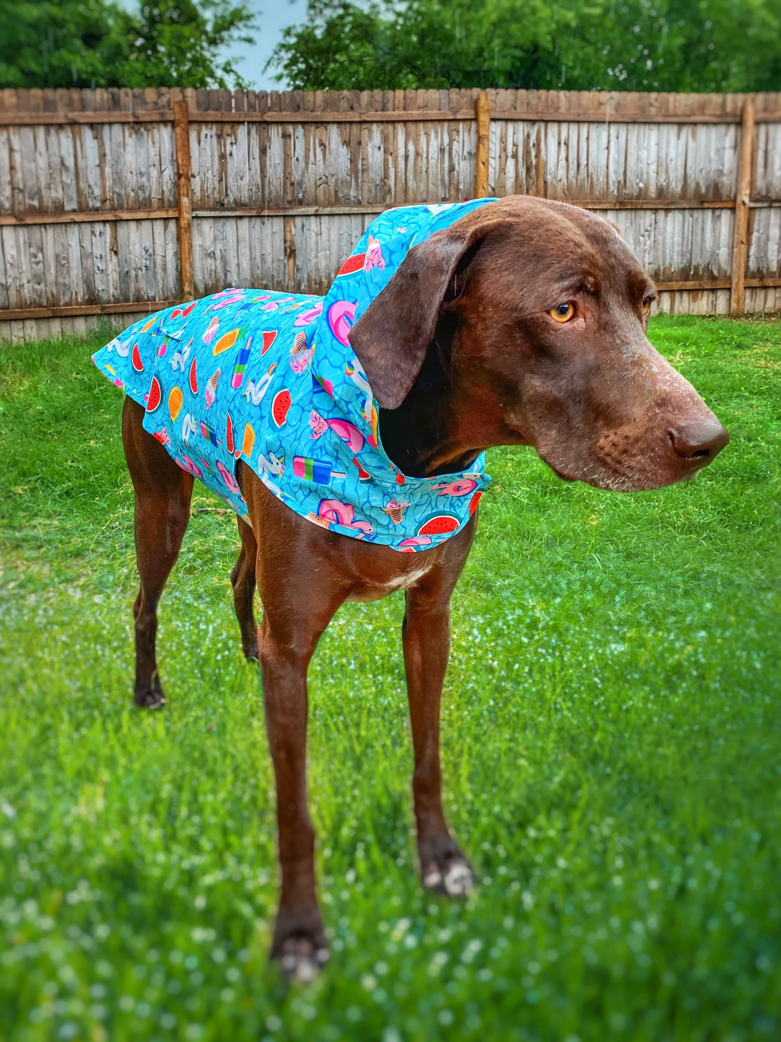 Canada Pooch - Braving the Elements in Style