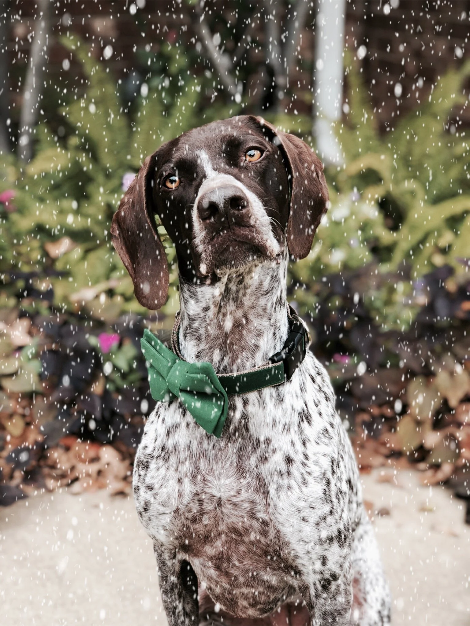 Poppy Parker Market - The Best Dog Accessories on Etsy