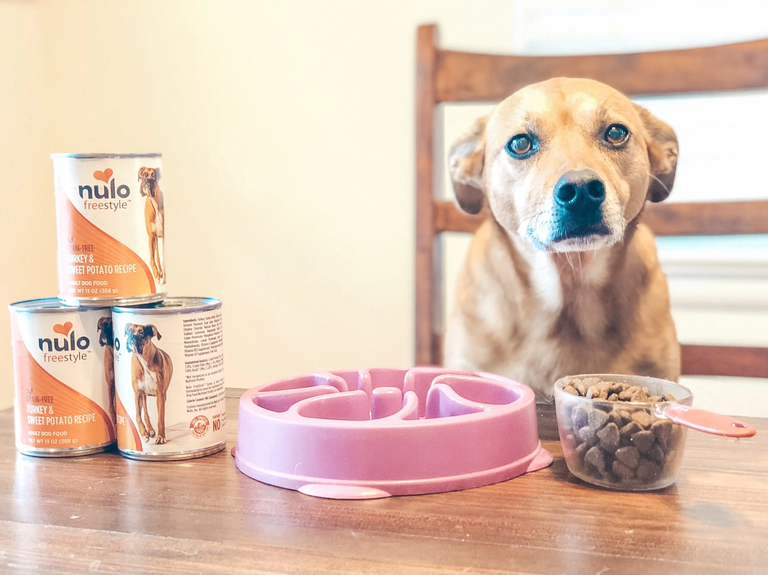 Transitioning your Dog into a New Diet