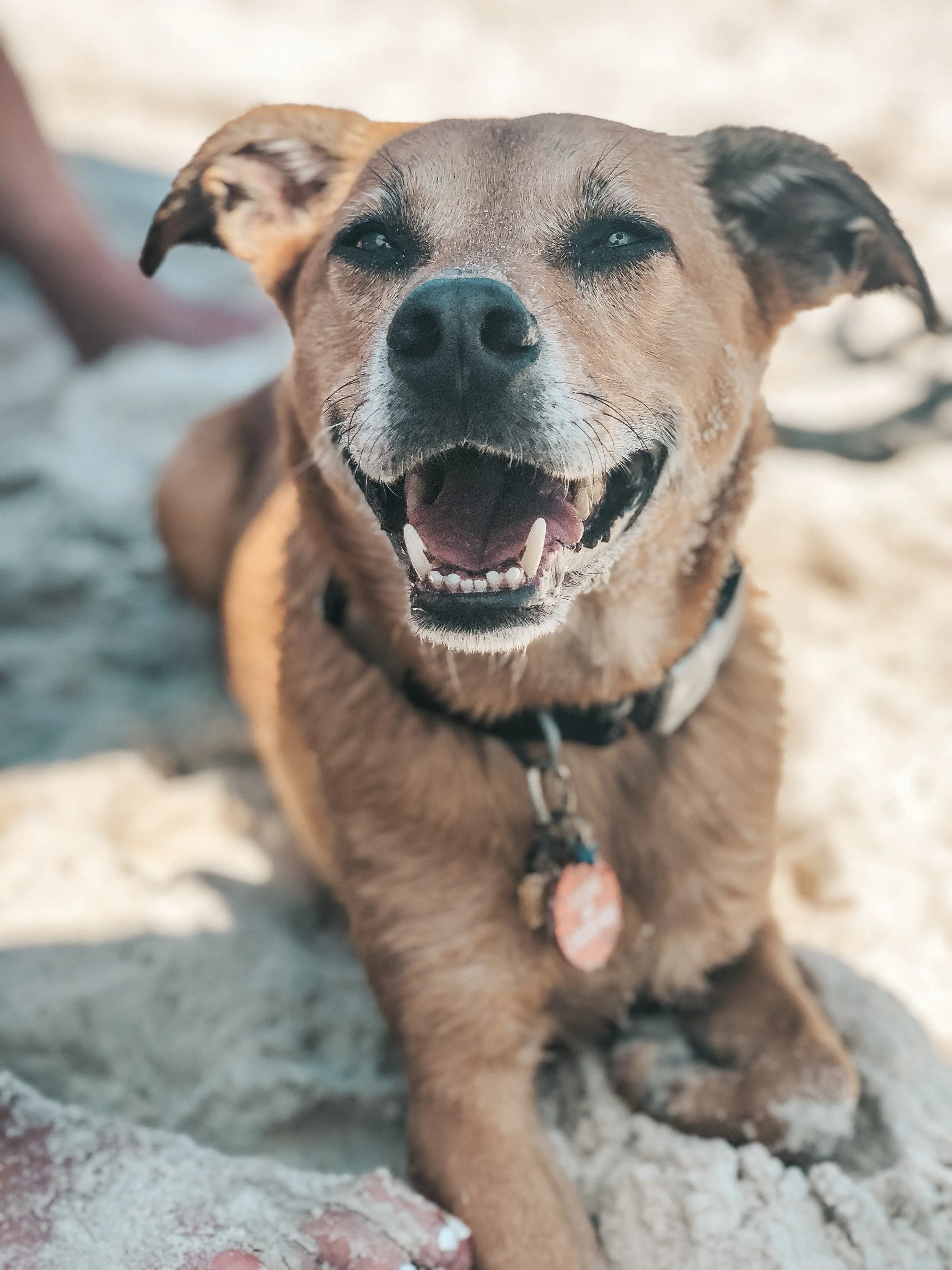 It's Too Hot For Your Dog