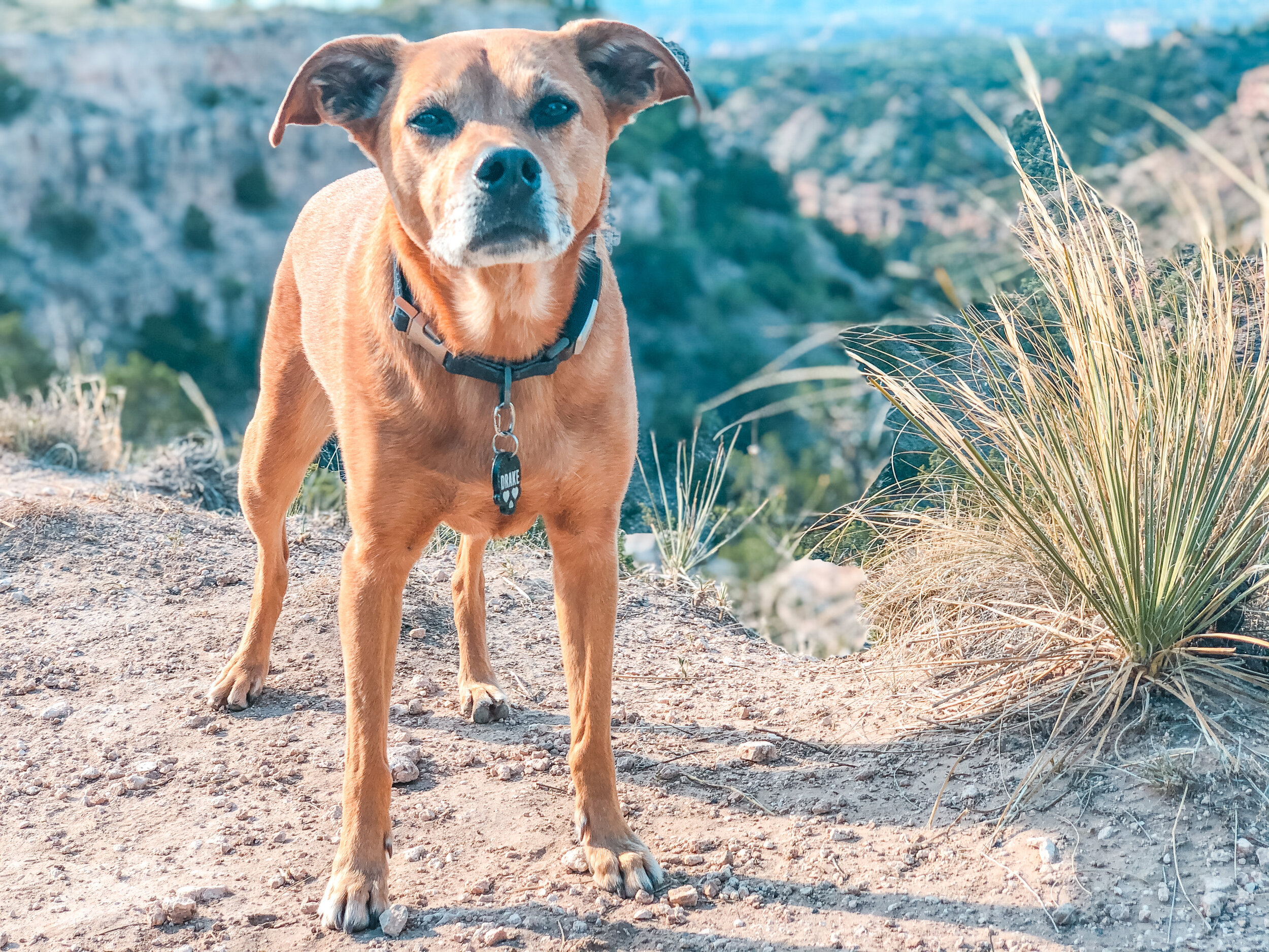Fi Collar- Tracking Your Dog's Every Step 