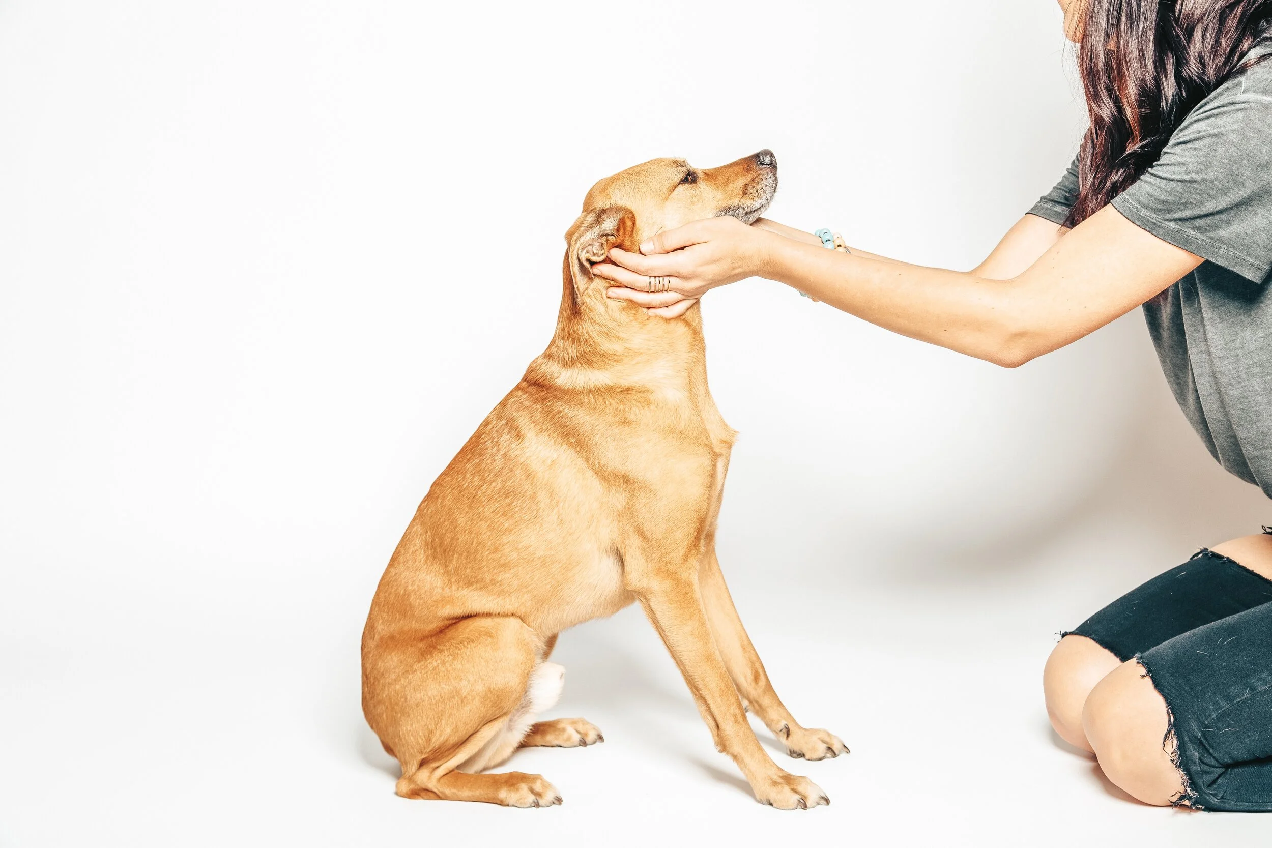 Color Barking- Dog Photography in Dallas