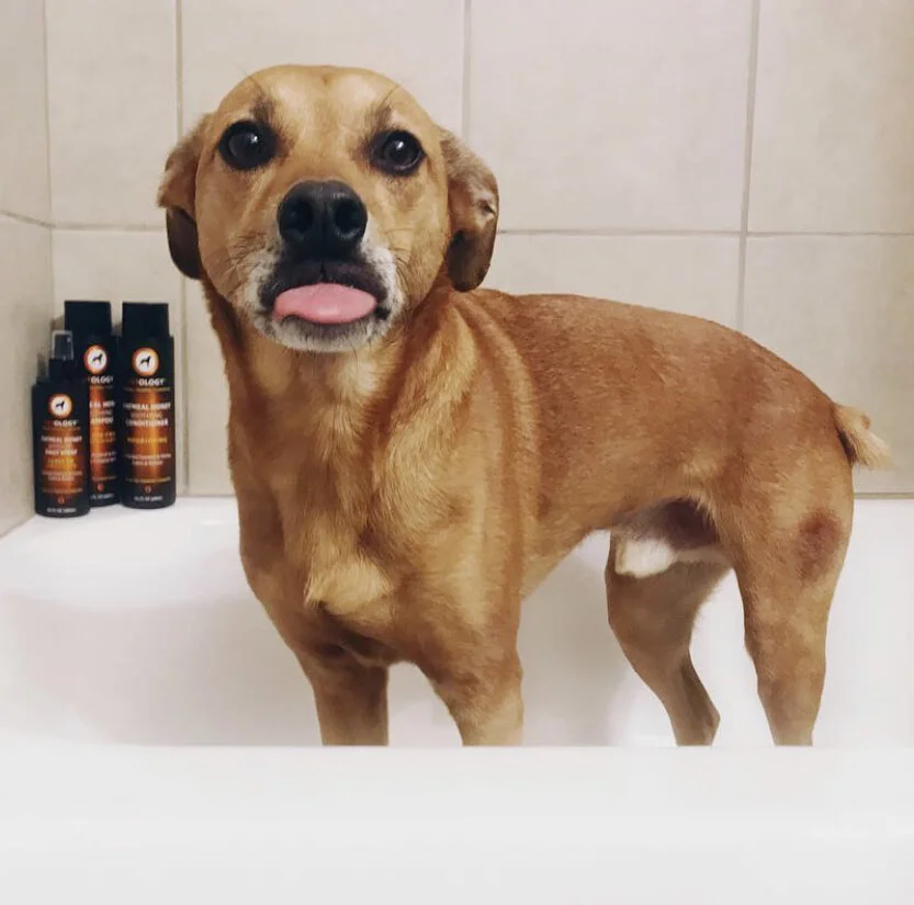 Giving Your Dog A Bath- What You Need To Know
