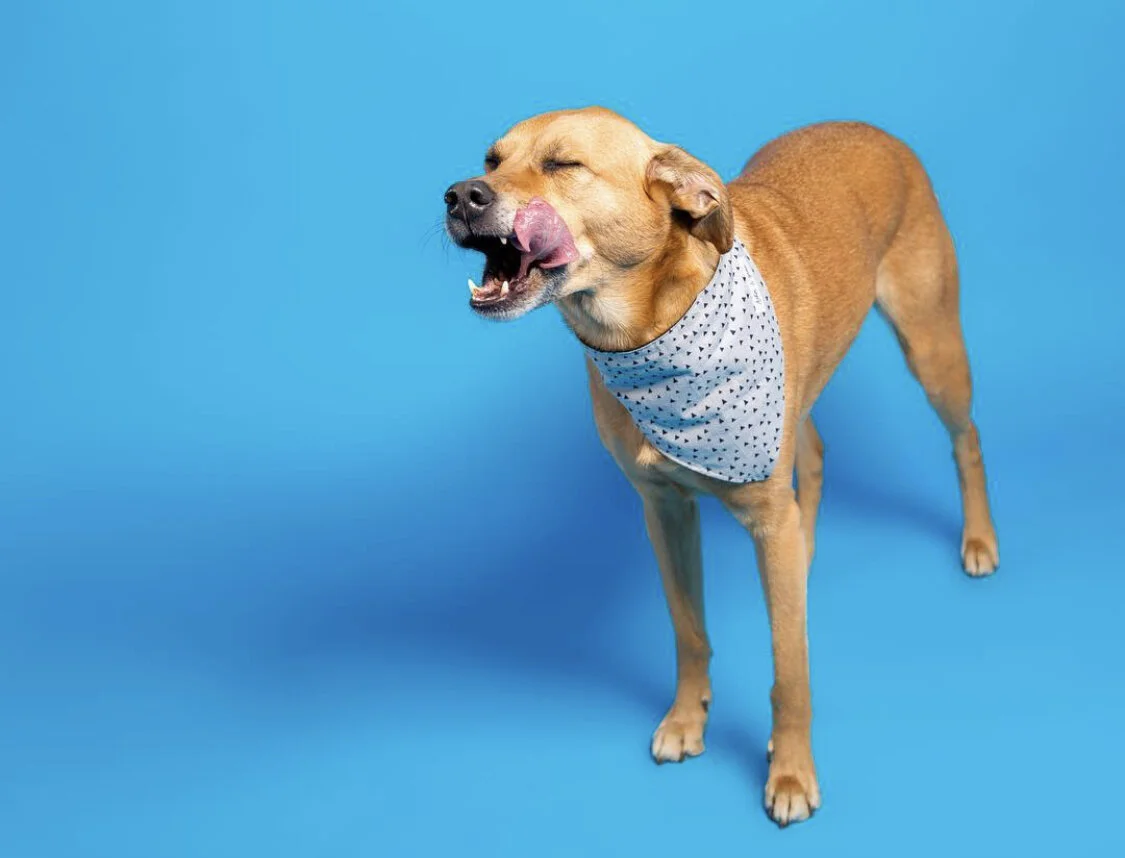 Dental Health From Chew Toys