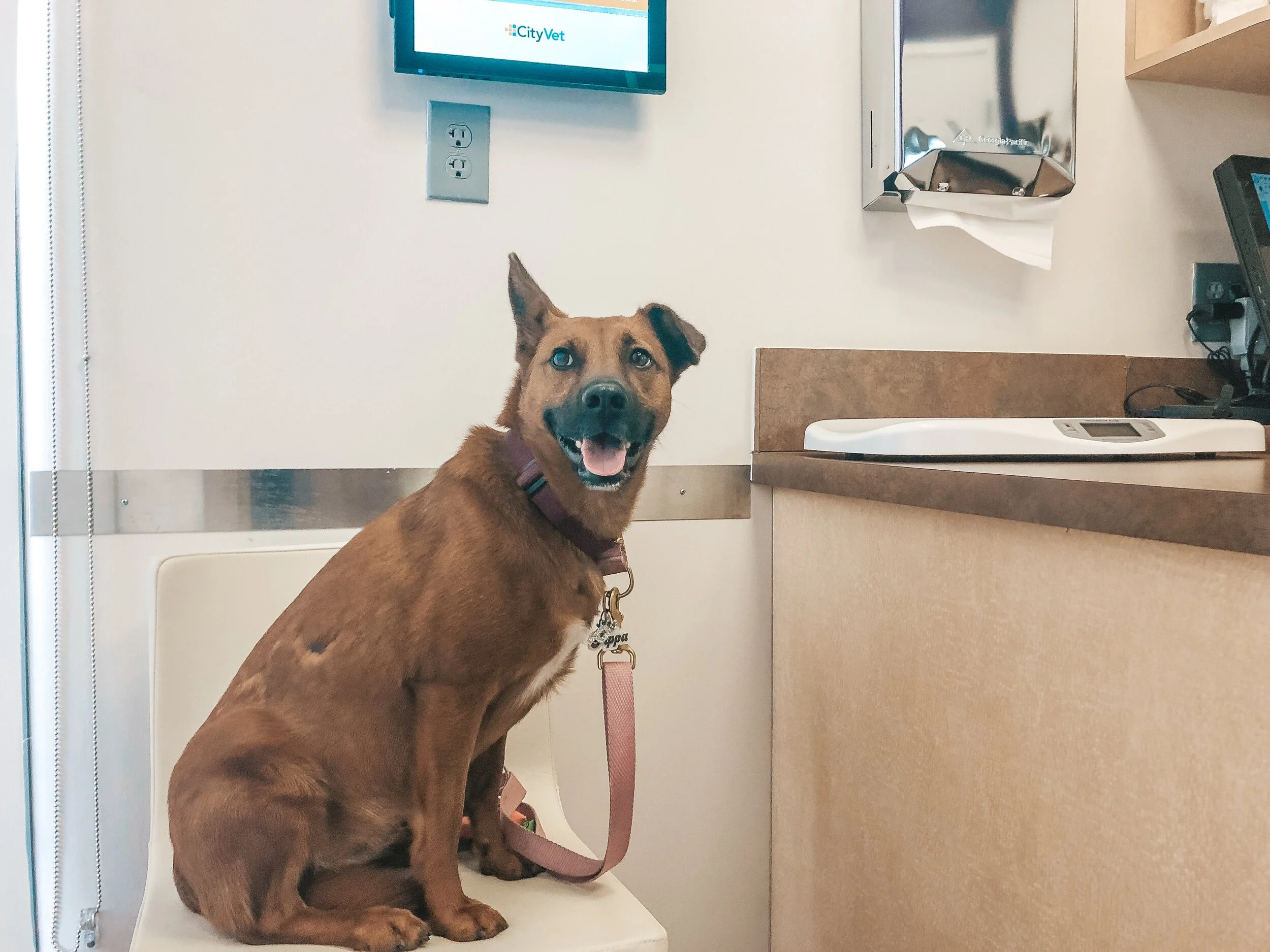 Should I take my dog to the vet?