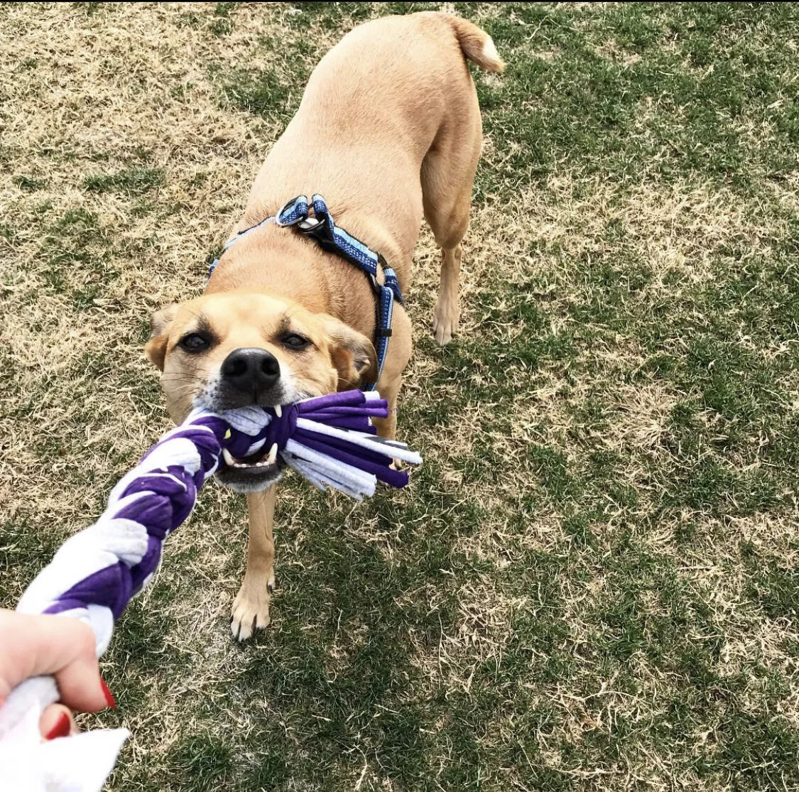 DIY Dog Toy
