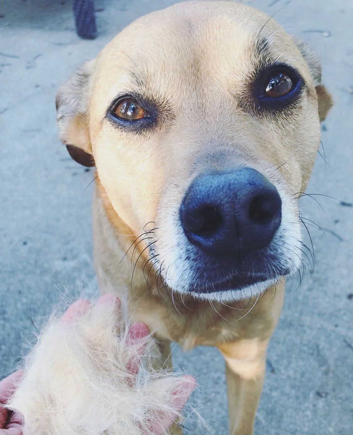 Which Brush is Best for Your Pup?