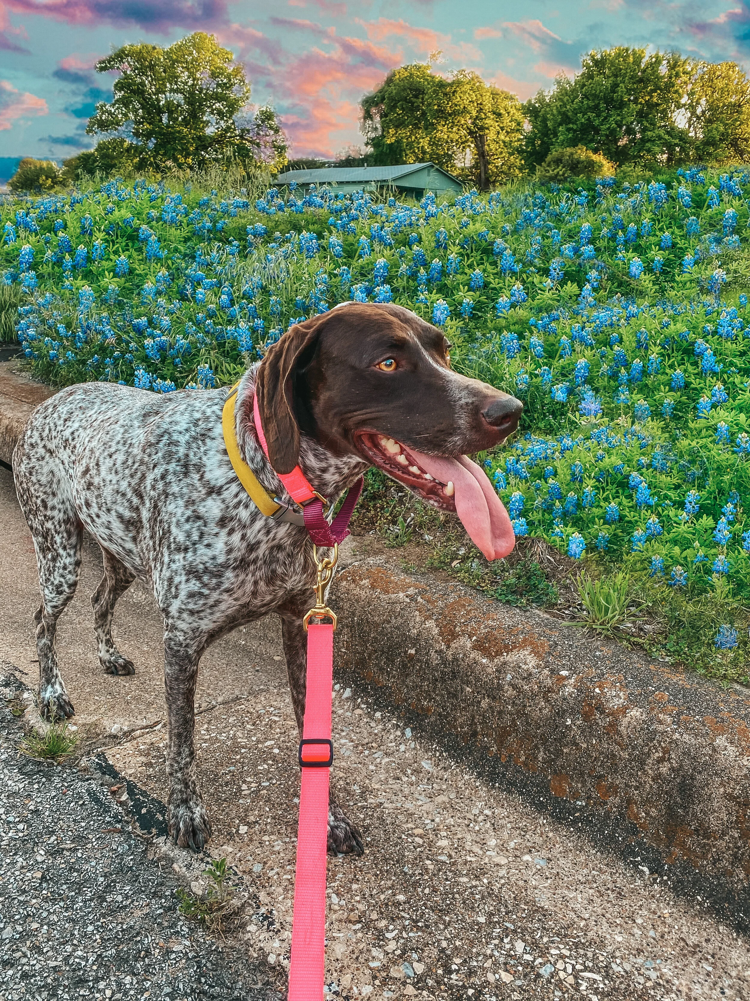 How to Correctly Leash Train Your Puppy